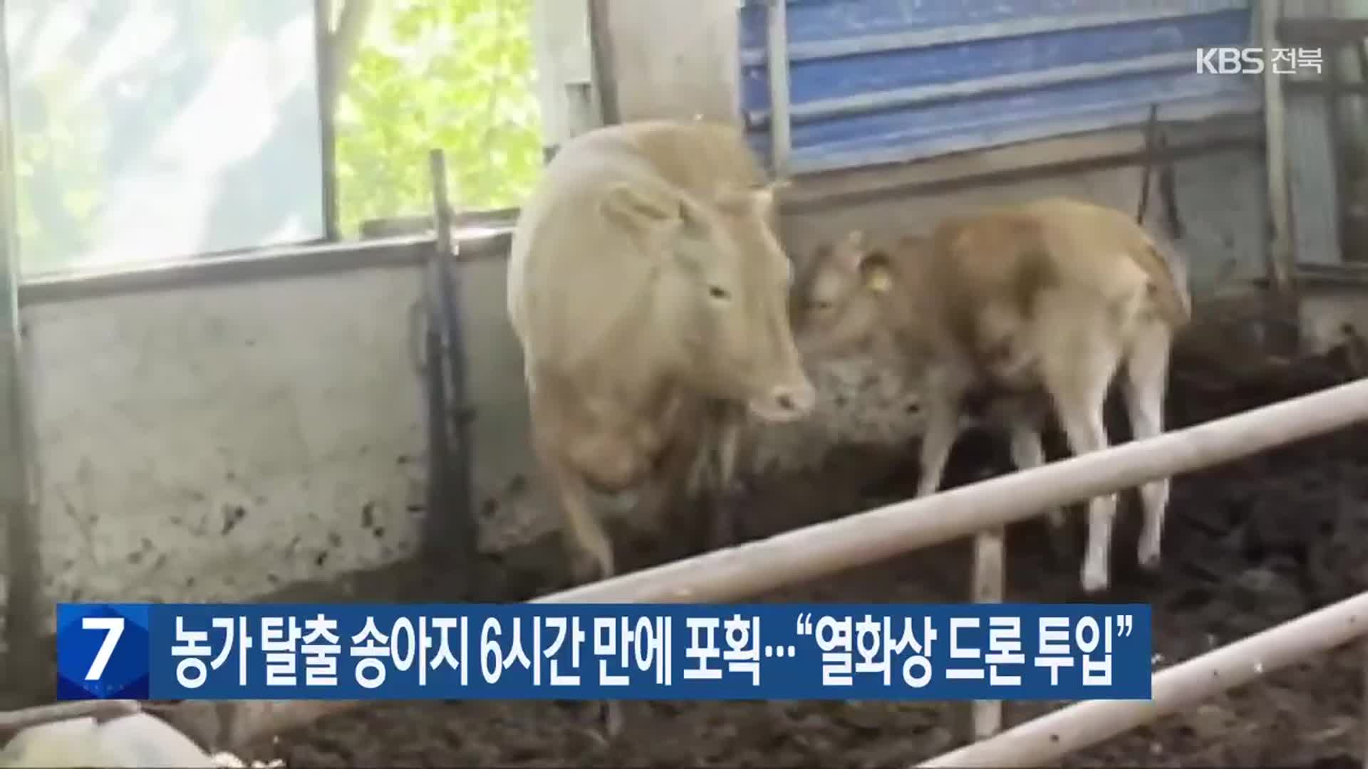 농가 탈출 송아지 6시간 만에 포획…“열화상 드론 투입”