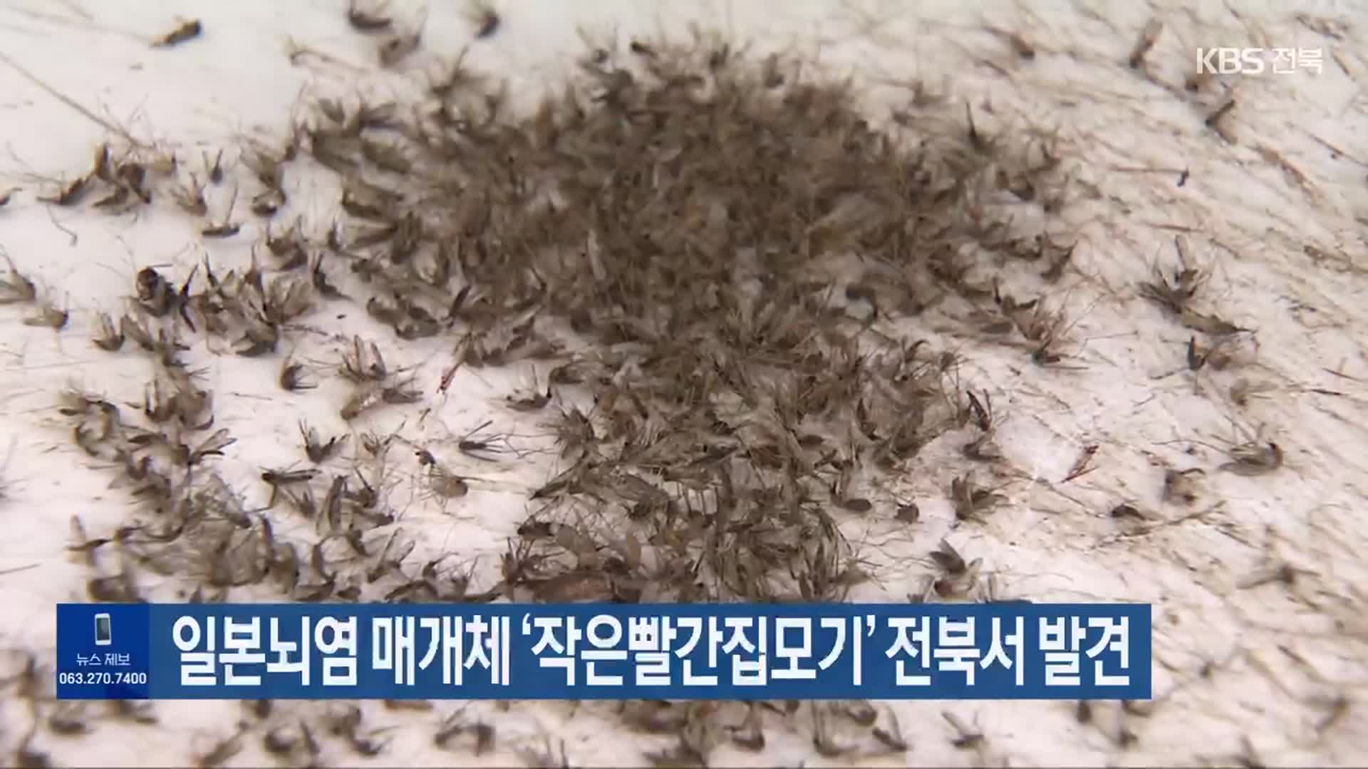일본뇌염 매개체 ‘작은빨간집모기’ 전북서 발견
