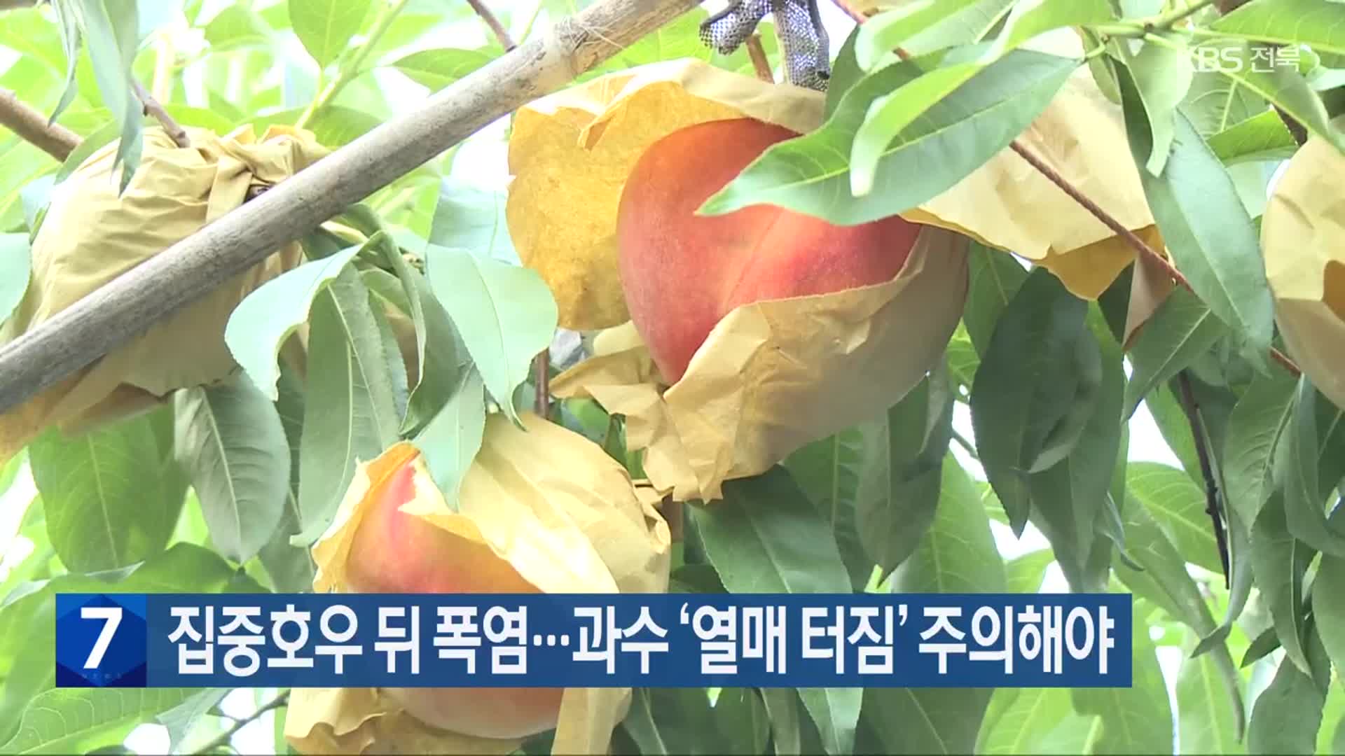 집중호우 뒤 폭염…과수 ‘열매 터짐’ 주의해야