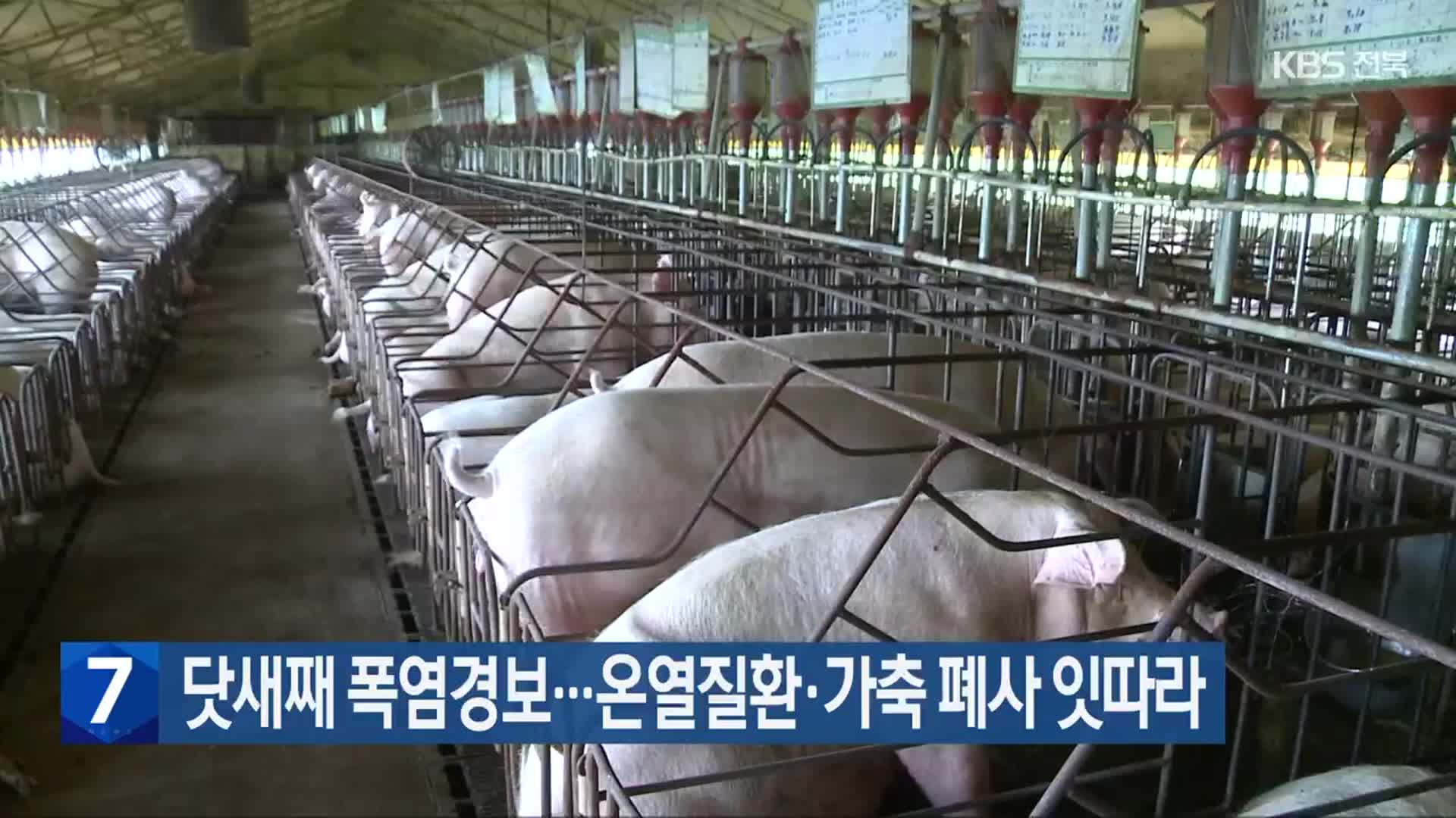 전북 닷새째 폭염경보…온열질환·가축 폐사 잇따라