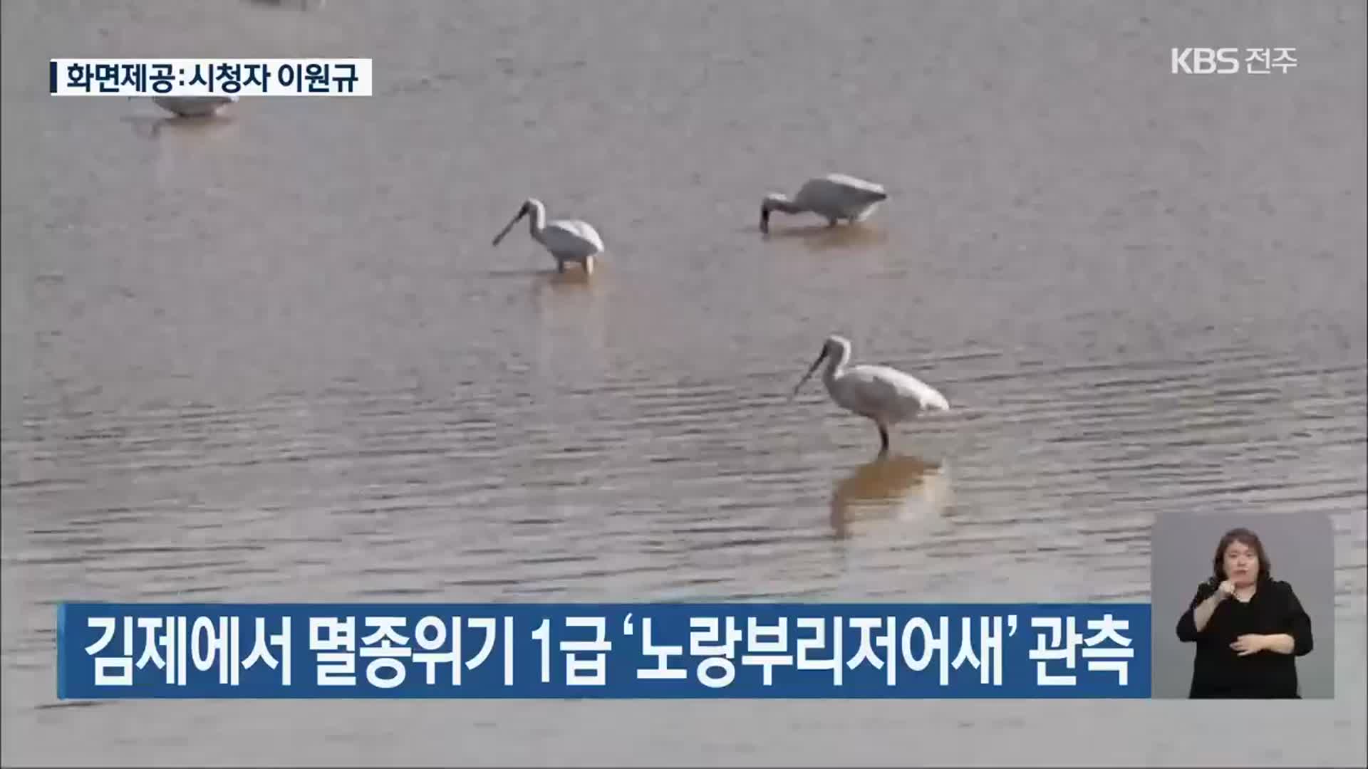 김제에서 멸종위기 1급 ‘노랑부리저어새’ 관측