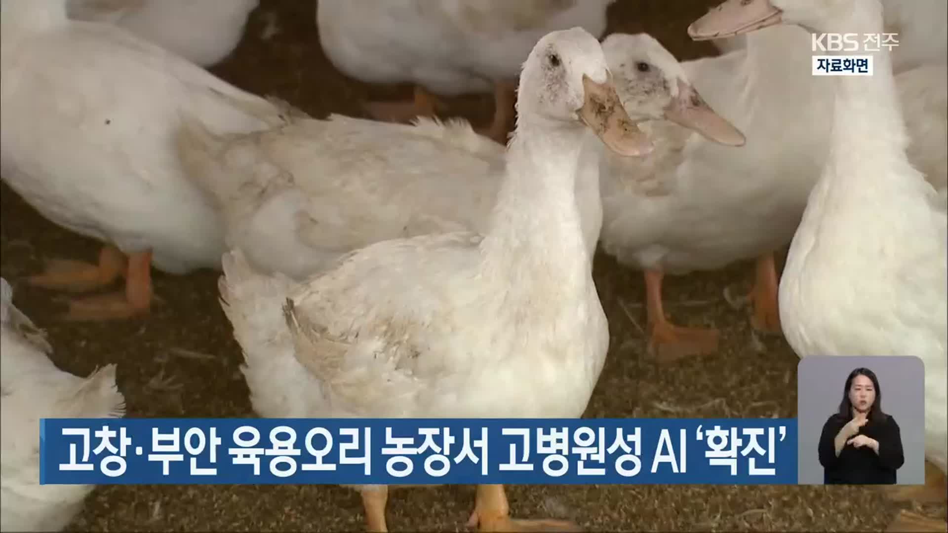 고창·부안 육용오리 농장서 고병원성 AI ‘확진’