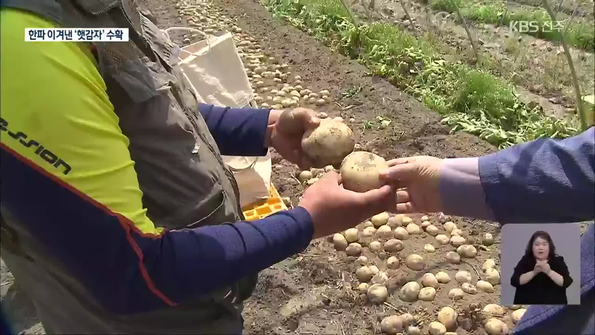 시설 감자 최대 산지…언 피해 이겨낸 ‘햇감자’ 수확