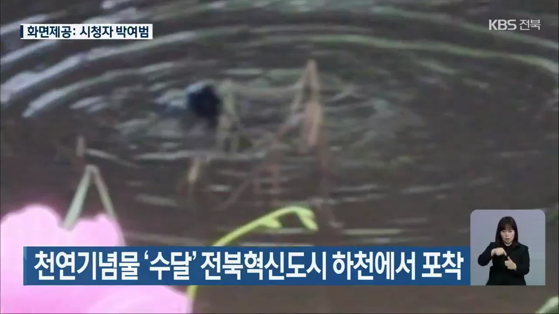 천연기념물 ‘수달’ 전북혁신도시 하천에서 포착