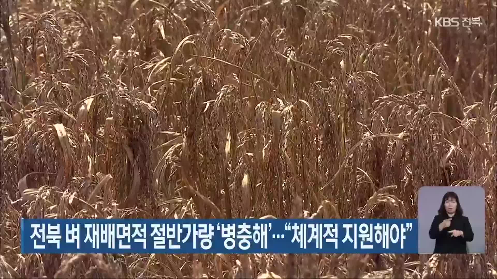 전북 벼 재배면적 절반가량 ‘병충해’…“체계적 지원해야”