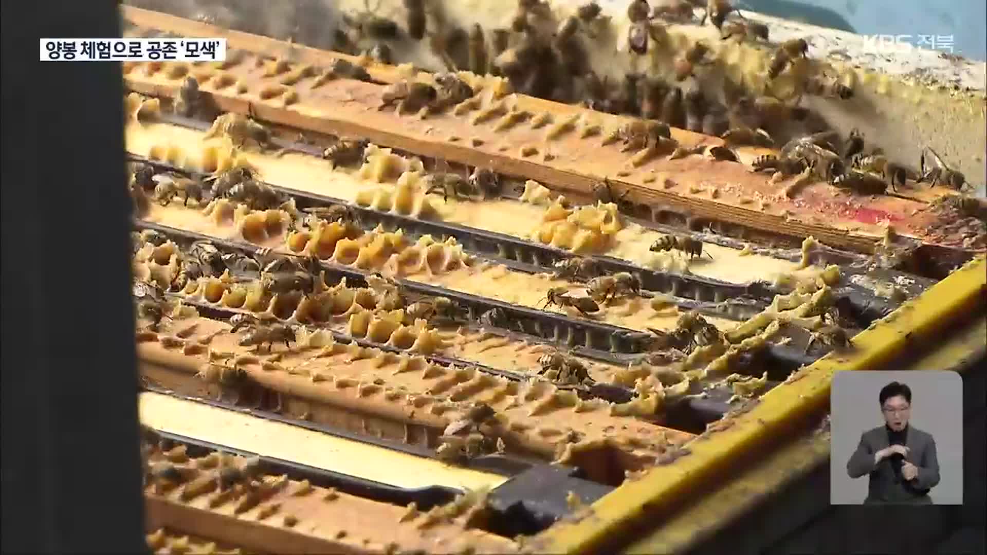 꿀벌 지키기 ‘양봉 체험’…공존 ‘모색’