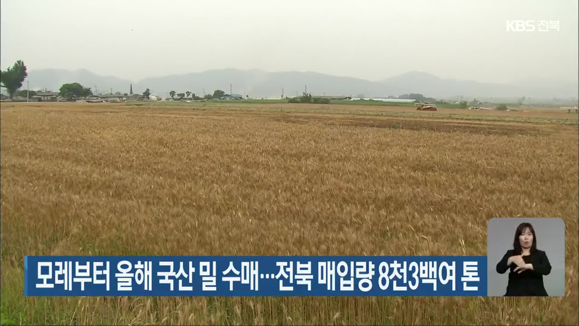 모레부터 올해 국산 밀 수매…전북 매입량 8천 3백여 톤