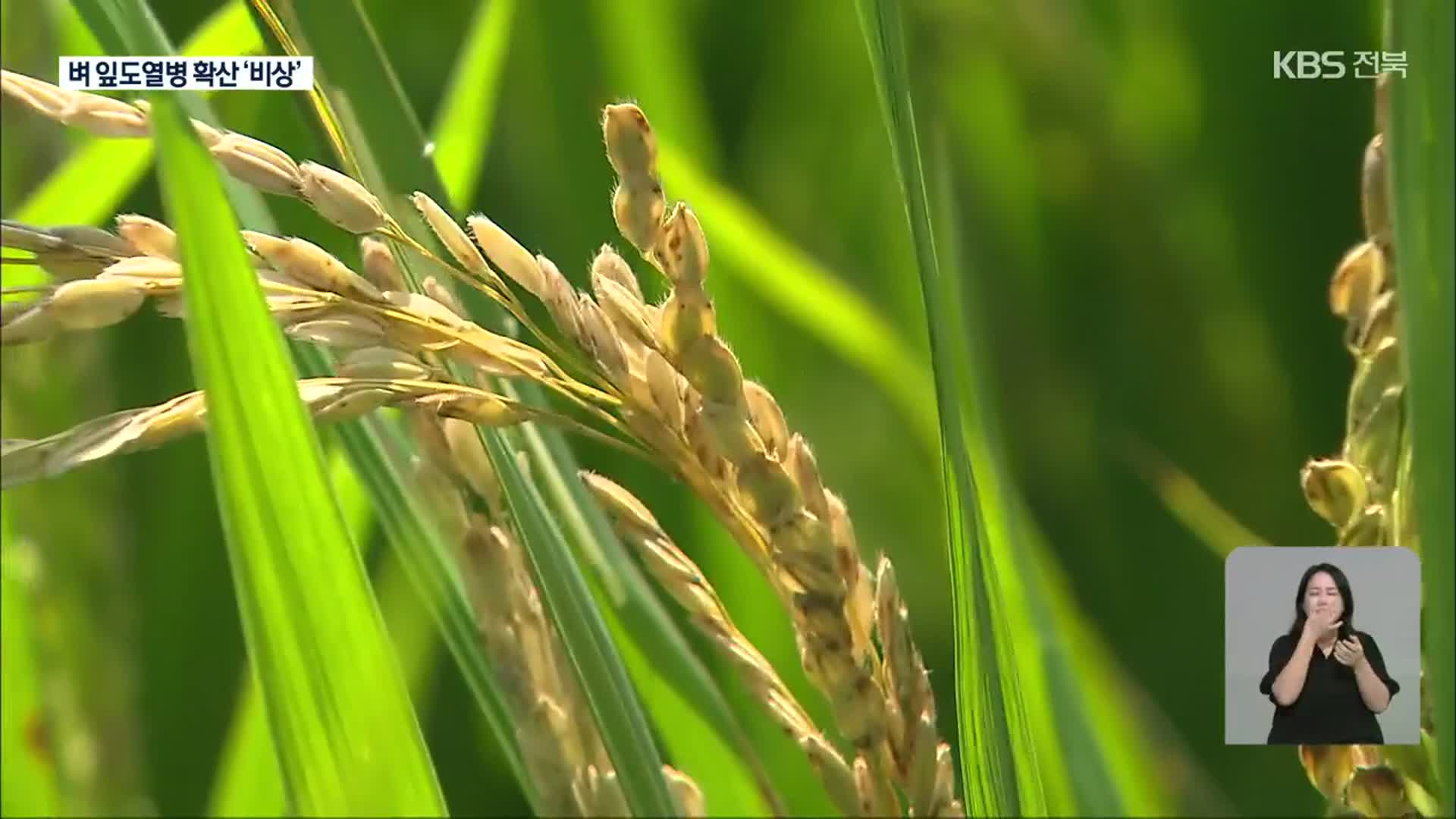장마에 이상 저온기까지…벼 잎도열병 확산 ‘농가 비상’