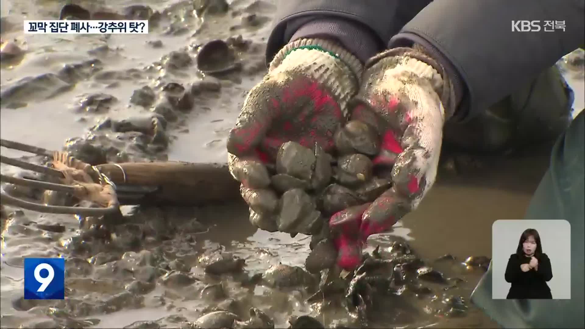 ‘빈 껍데기’ 된 제철 꼬막…얼어붙은 갯벌 탓?