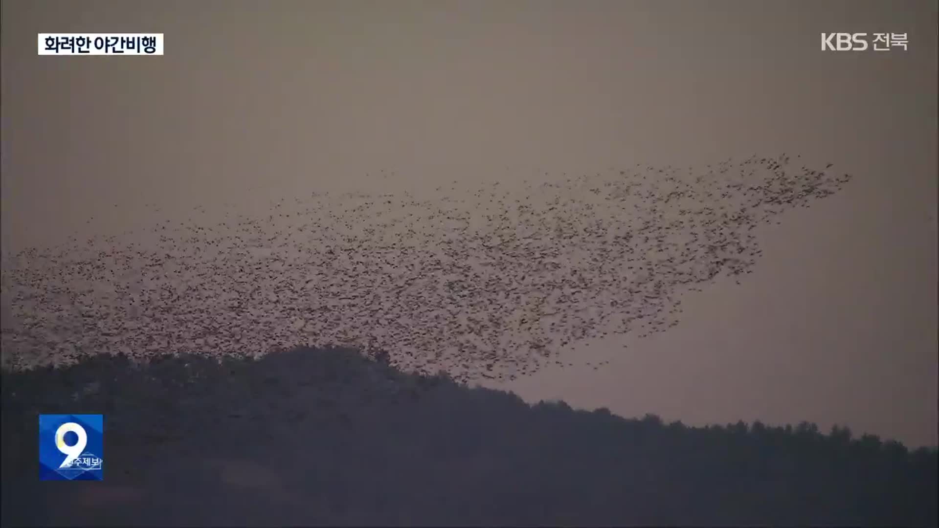 [영상] 금강호 가창오리의 화려한 야간비행