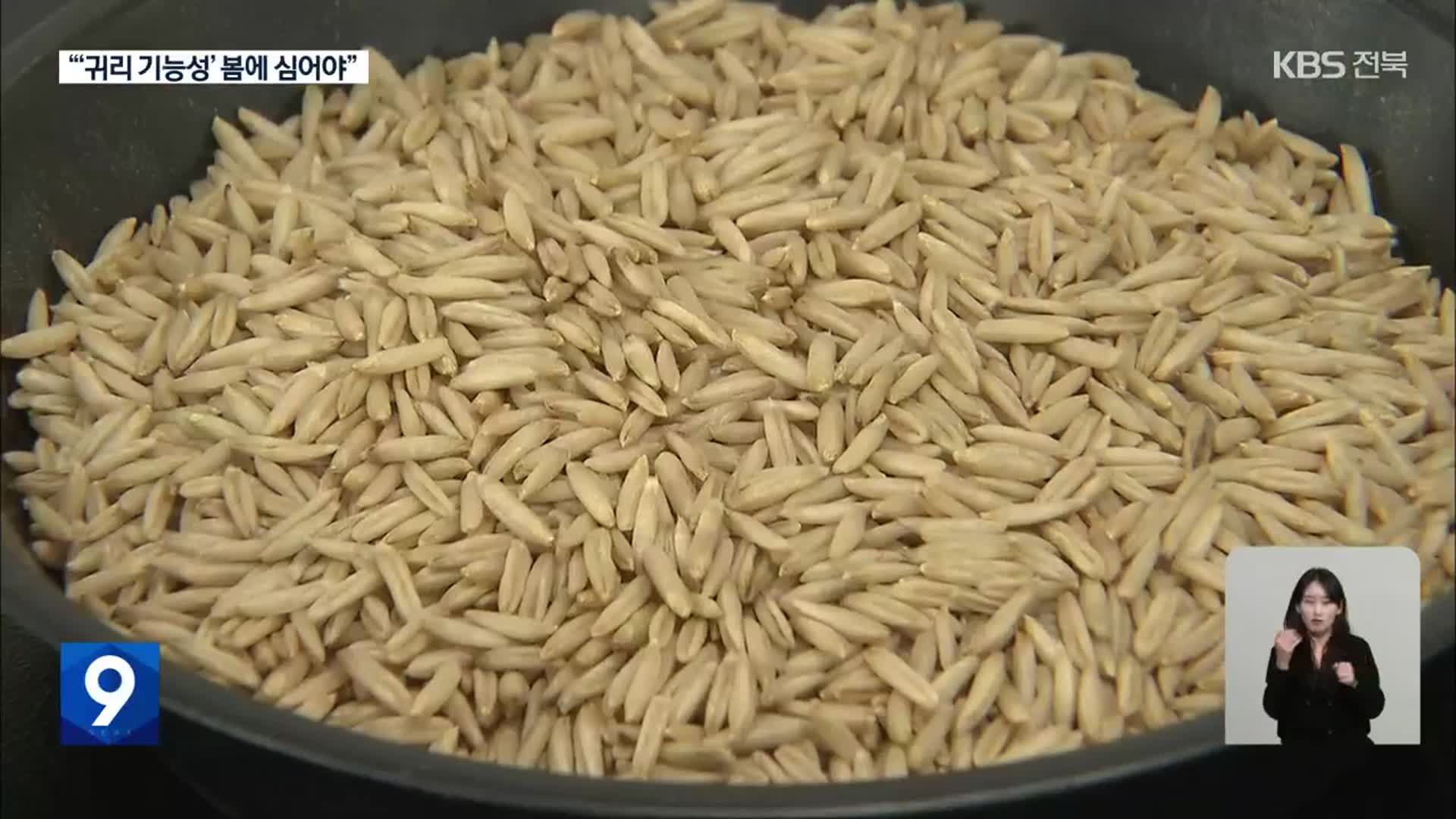 “봄에 심은 귀리, 면역 활성 기능성 크게 향상”