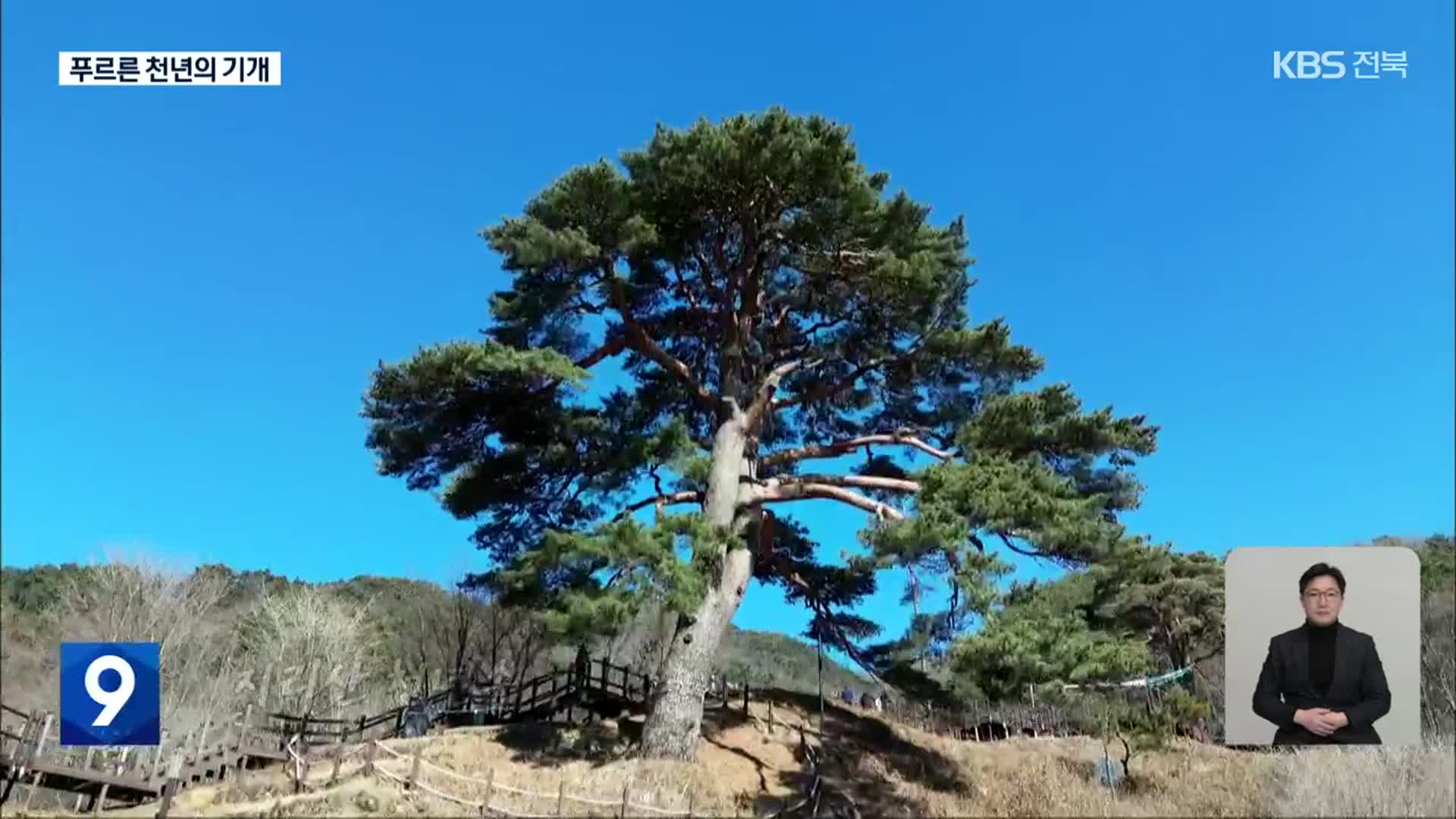 [영상] 풍요·안녕을 기원하는 ‘지리산 천년송’