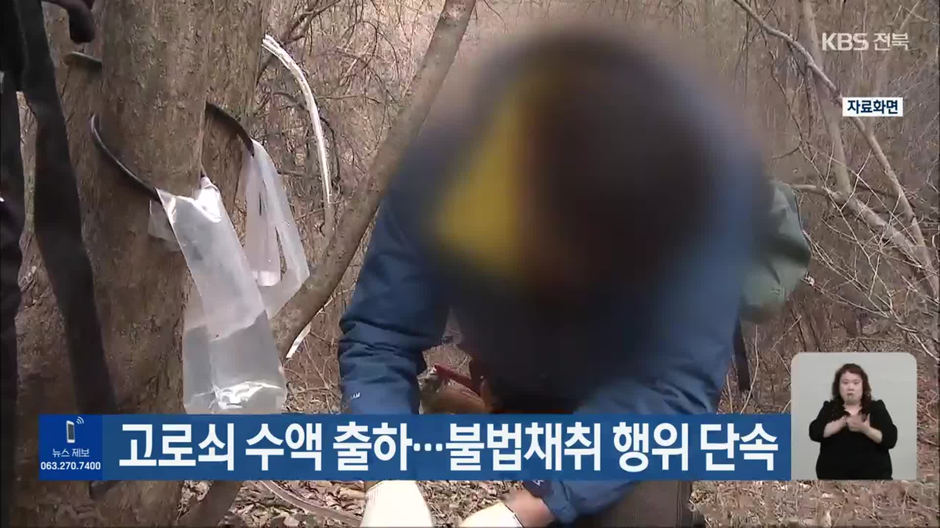 고로쇠 수액 출하…불법채취 행위 단속