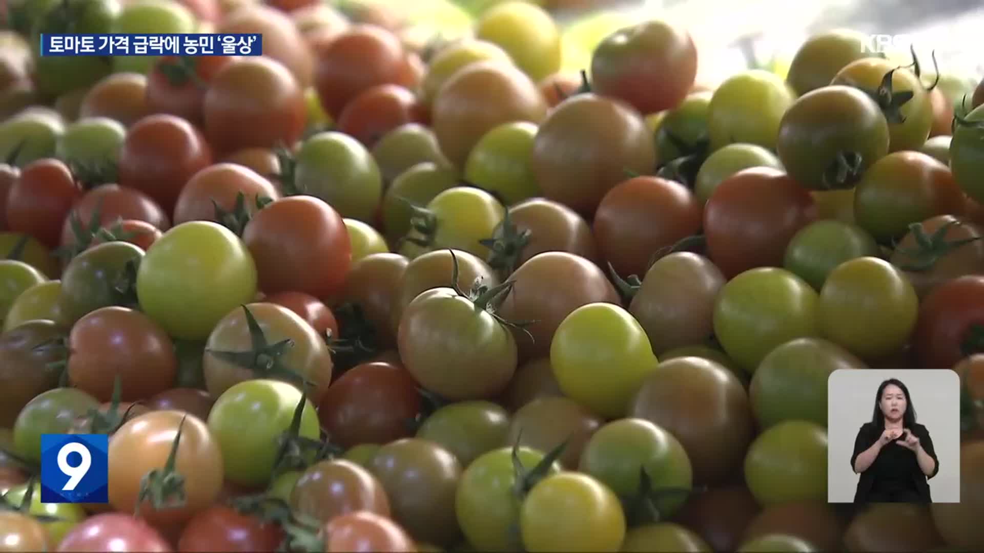 토마토 가격 47% 급락…“나머지 토마토 문제없어”