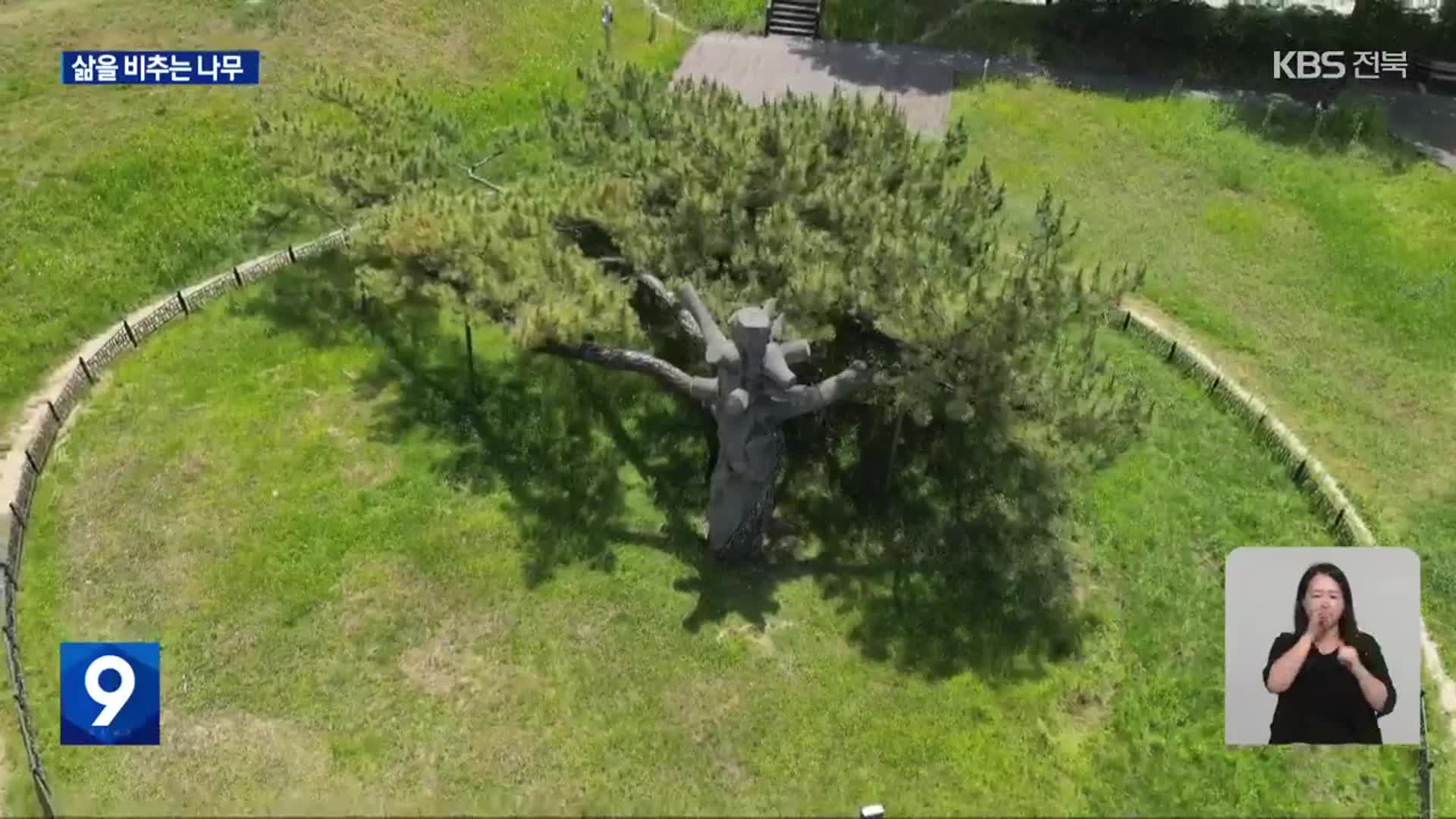 [영상] 고난 속에서 삶을 견뎌낸 나무…전주 삼천동 곰솔