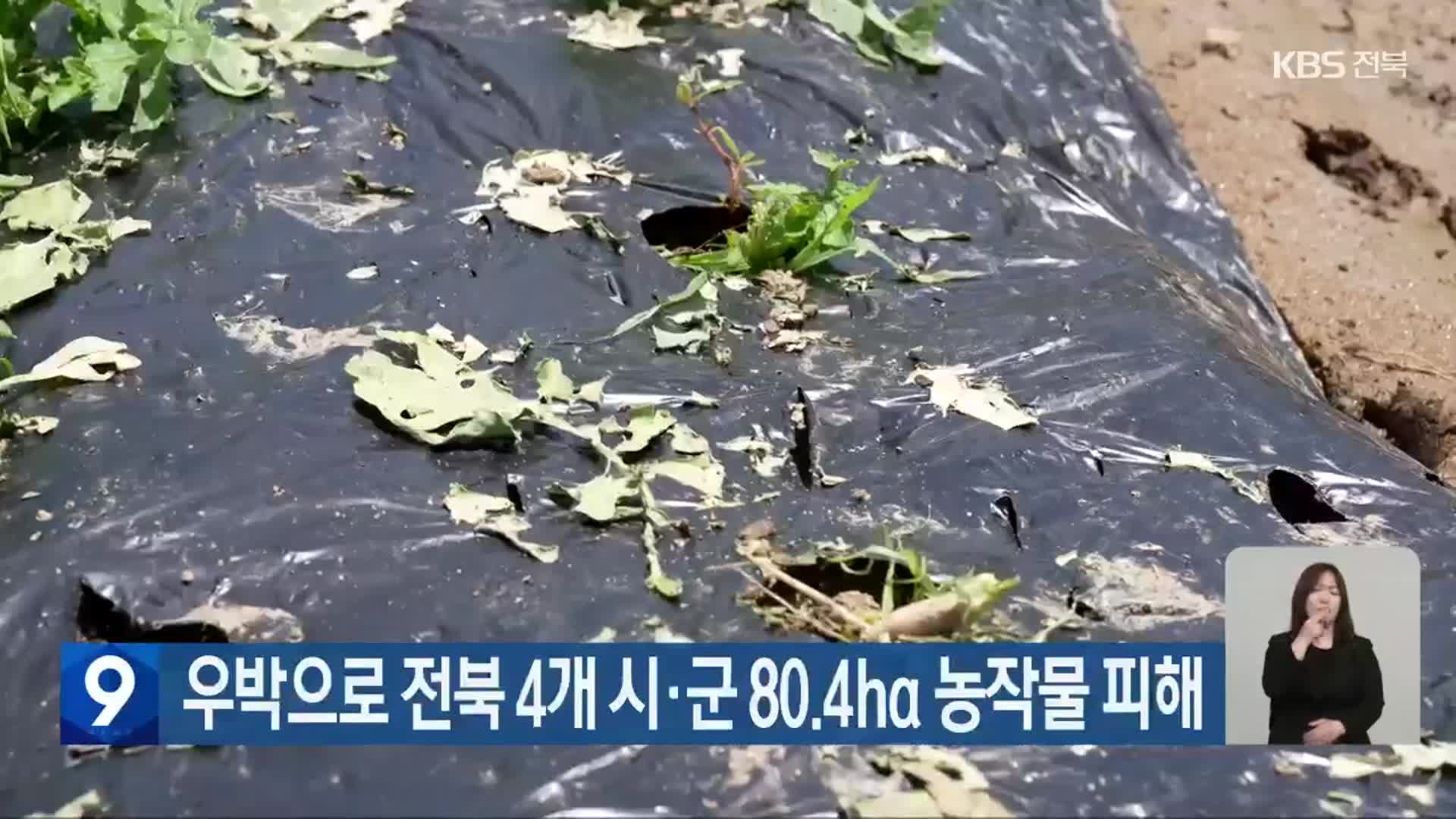 우박으로 전북 4개 시·군 80.4ha 농작물 피해