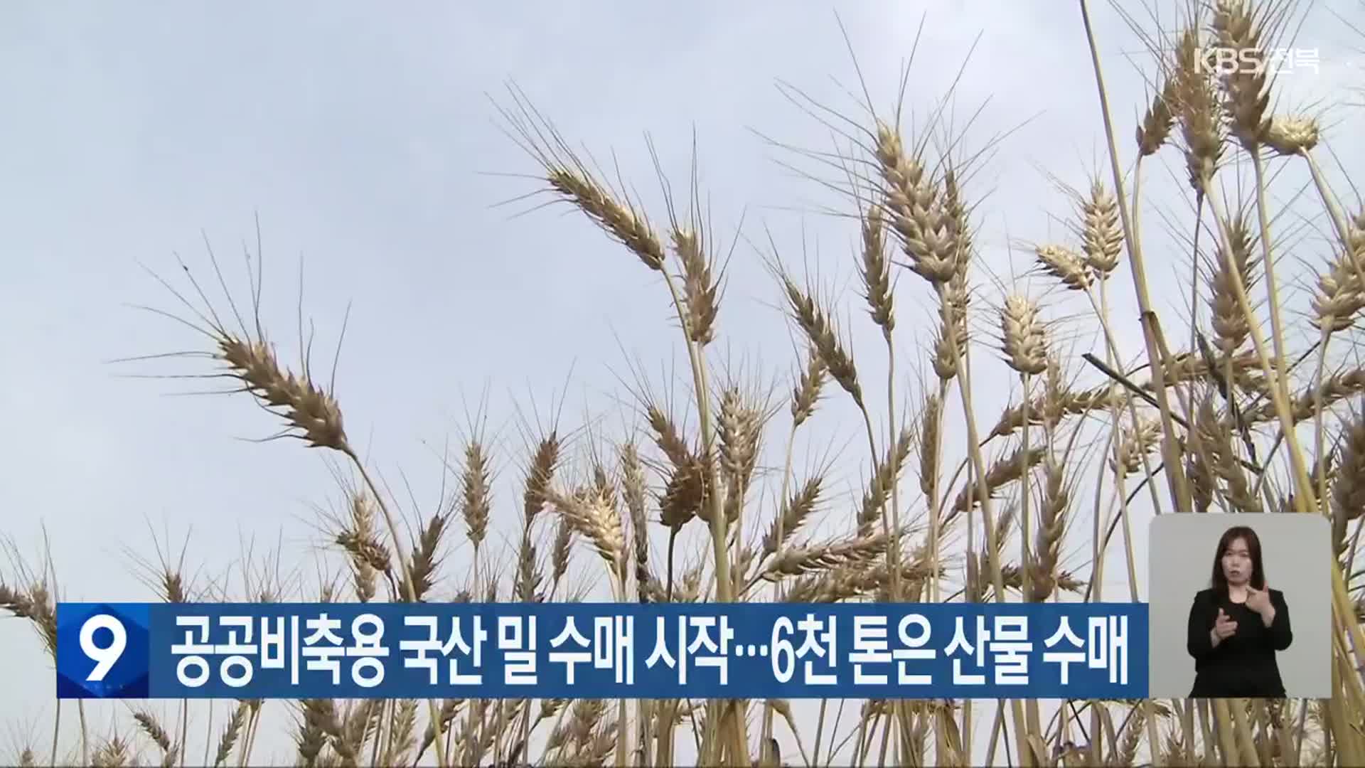 공공비축용 국산 밀 수매 시작…6천 톤은 산물 수매