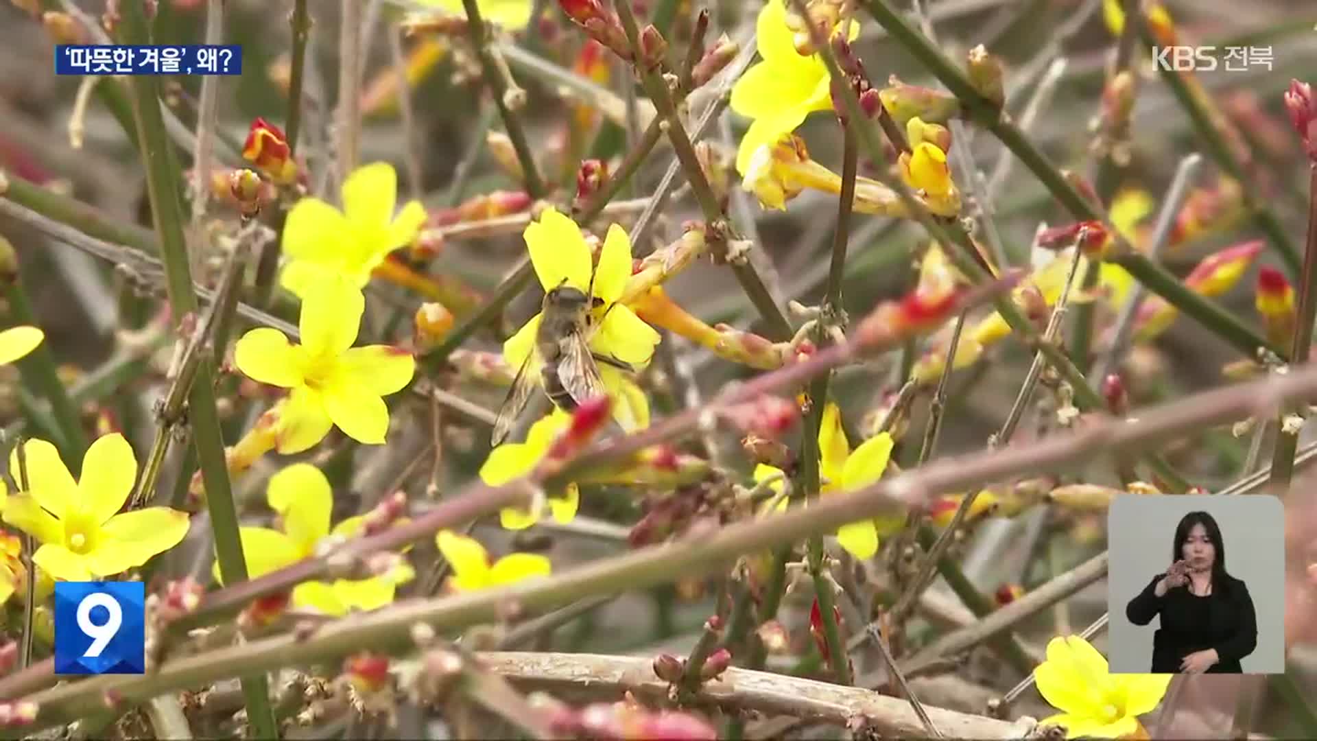 “벌써 봄이 왔나요?”…아직 2월인데 4월 기온으로 올라