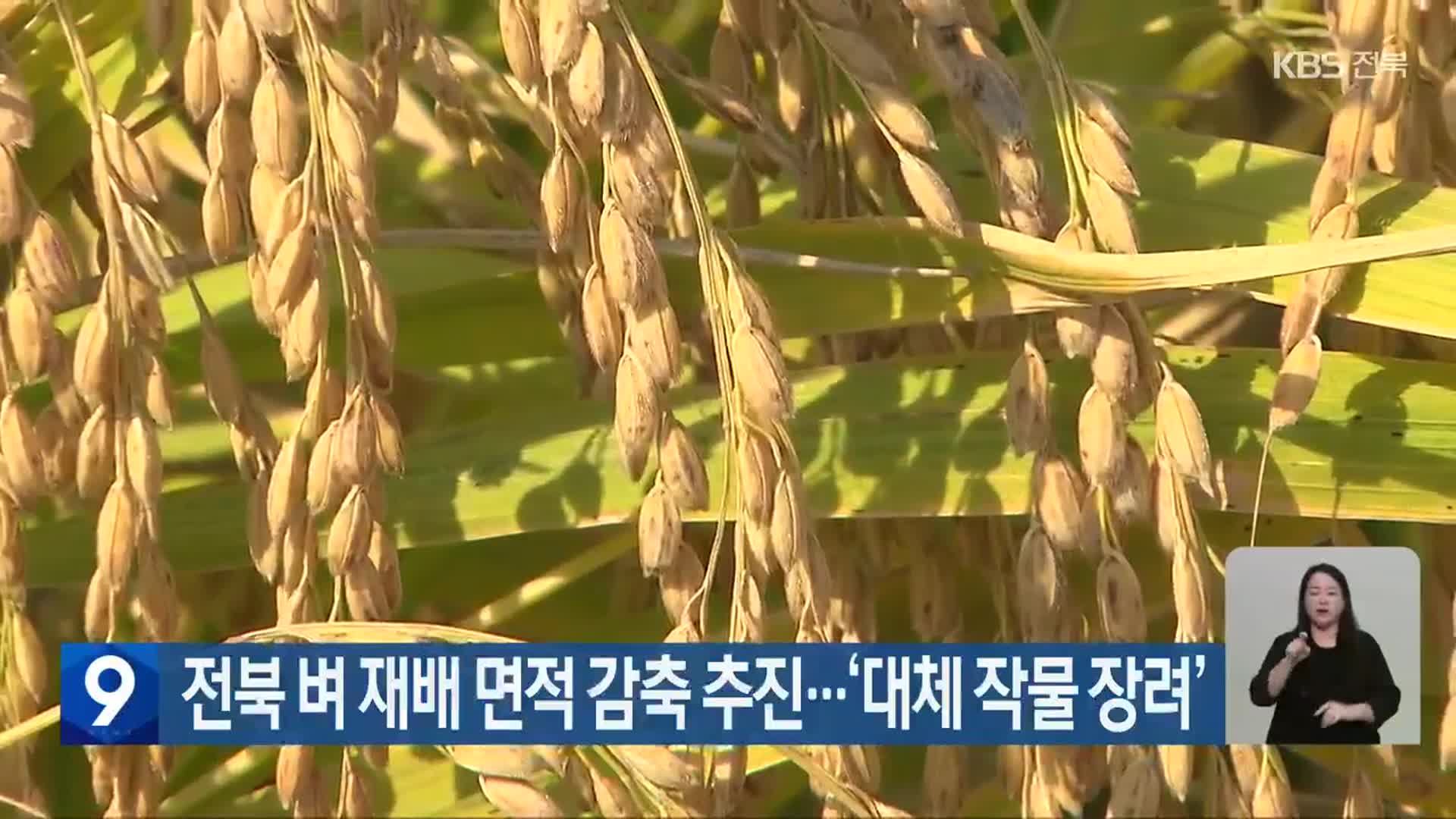 전북 벼 재배 면적 감축 추진…‘대체 작물 장려’