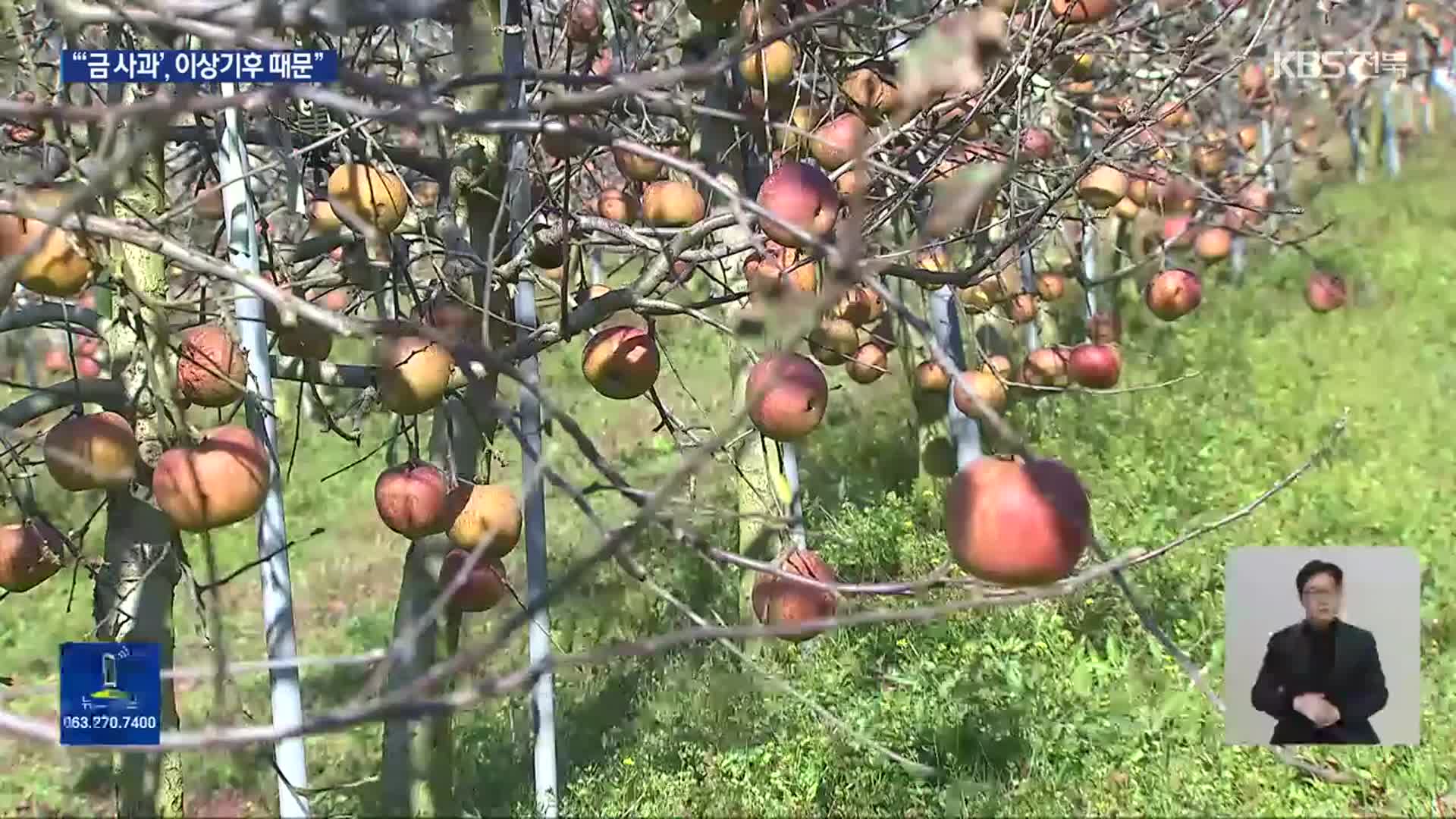 이상기후…줄어드는 사과 재배 면적