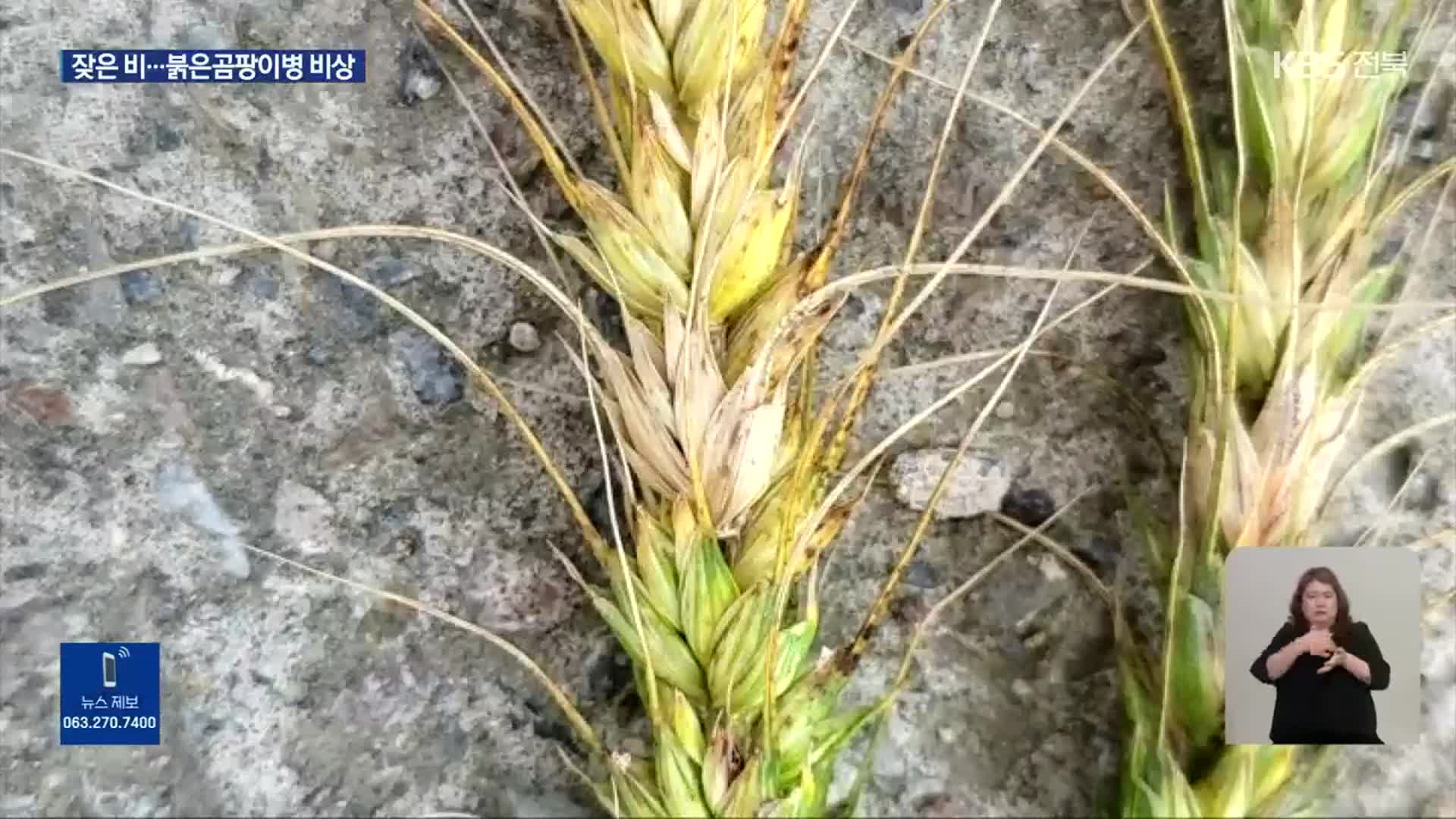 사흘에 이틀은 비…밀·보리 붉은곰팡이병 비상