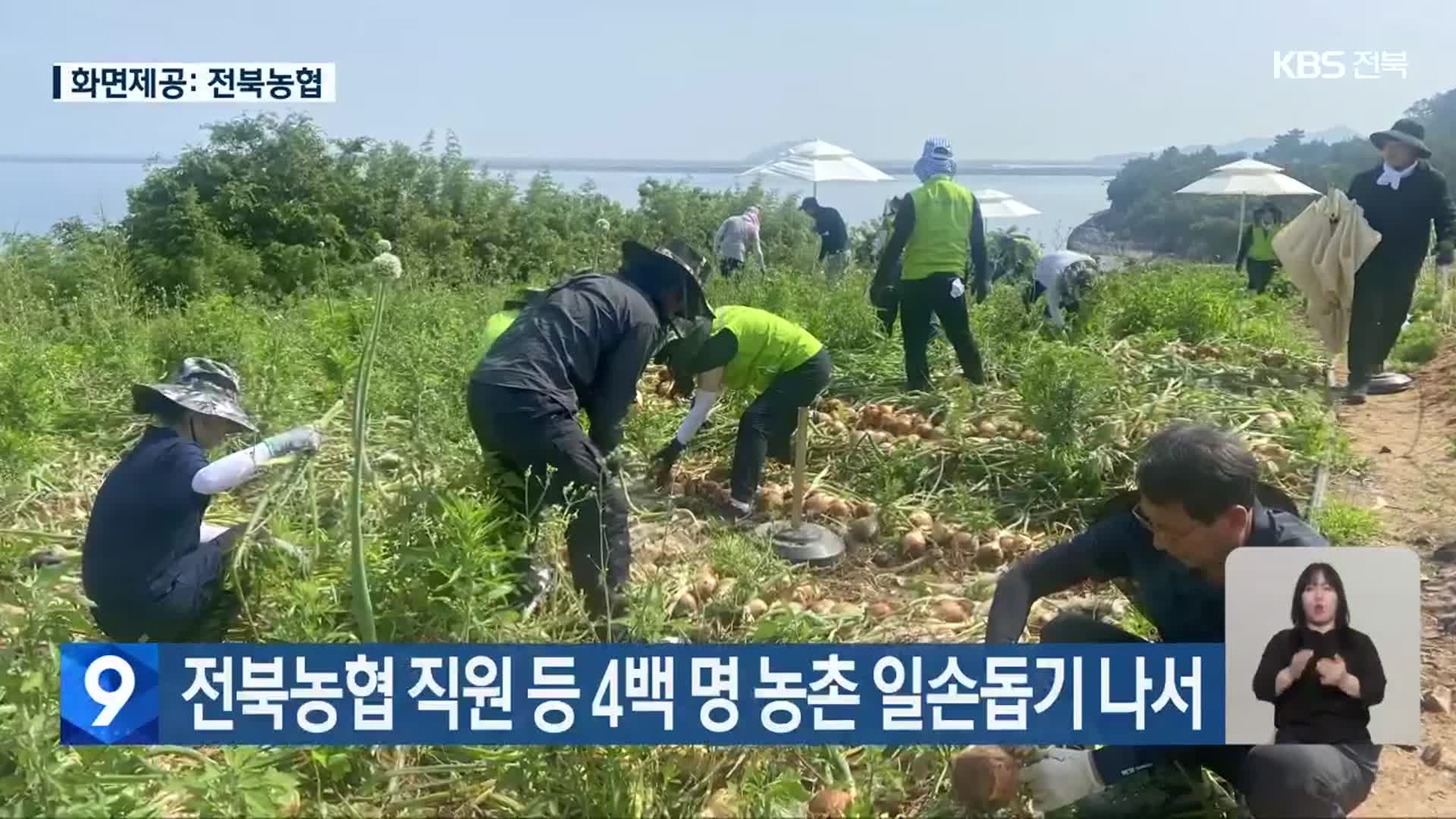 전북농협 직원 등 4백 명 농촌 일손돕기 나서