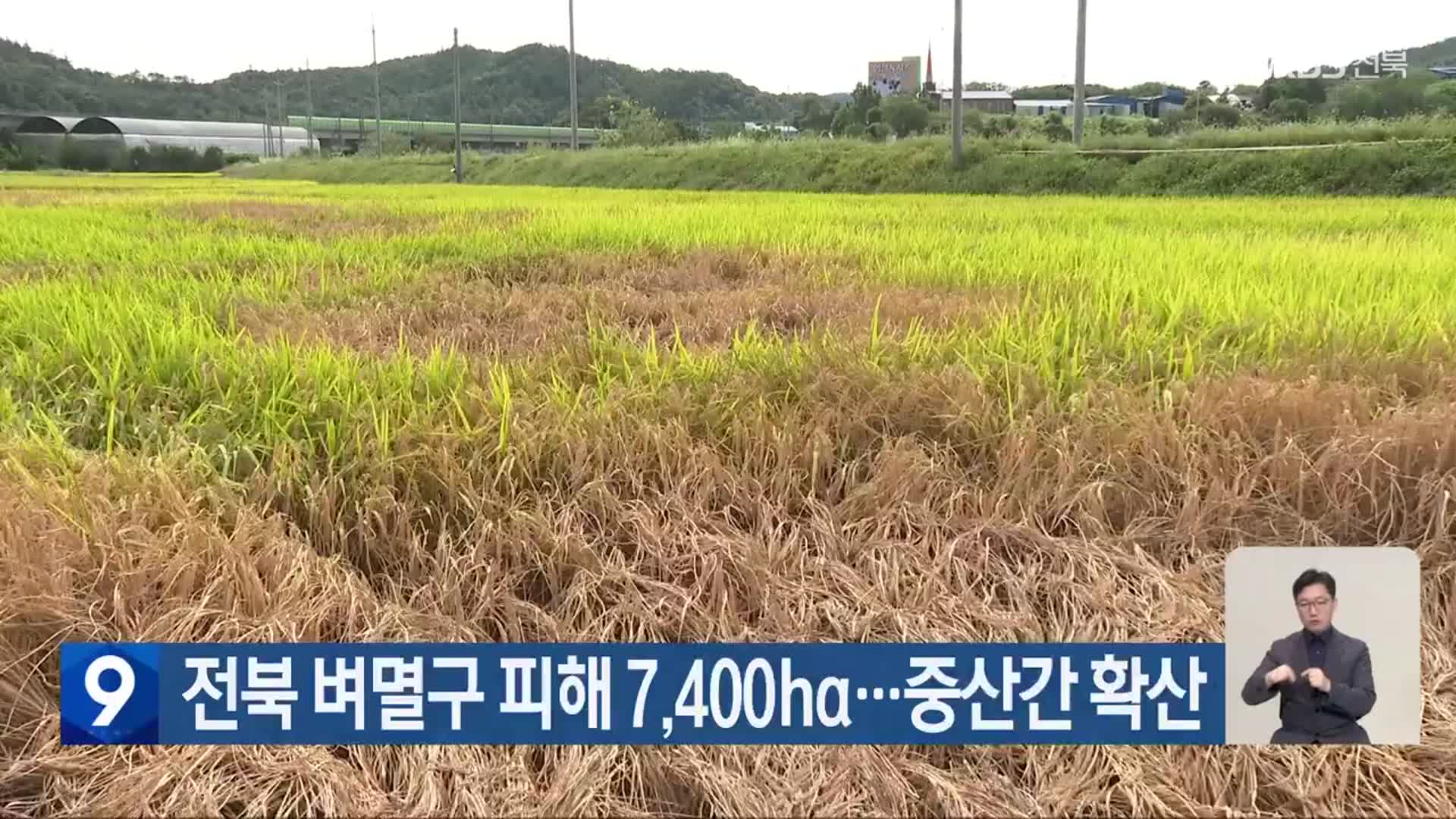 전북 벼멸구 피해 7,400㏊…중산간 확산