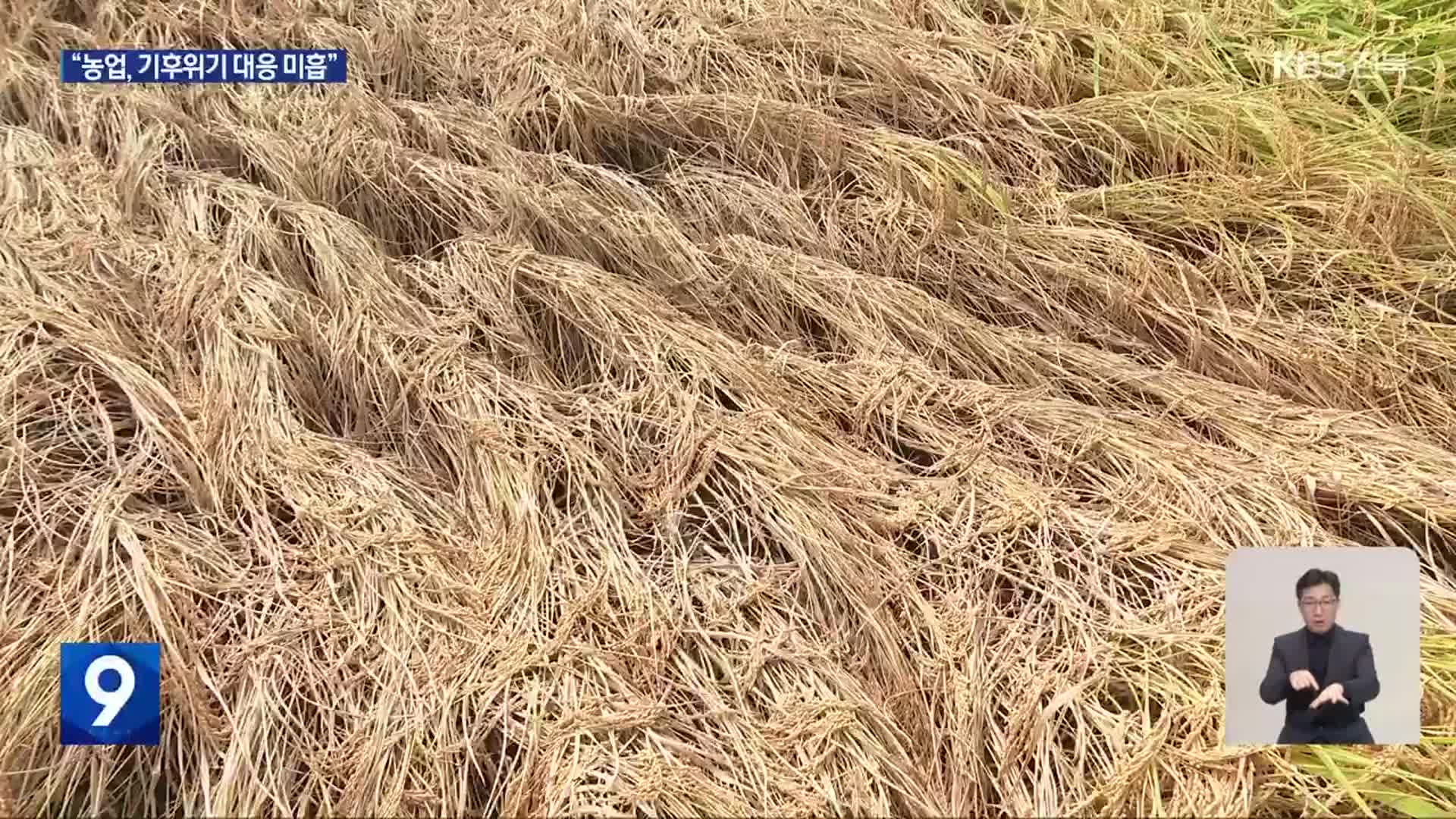 농작물 이상고온 피해 심각…“기후위기 대응 미흡”