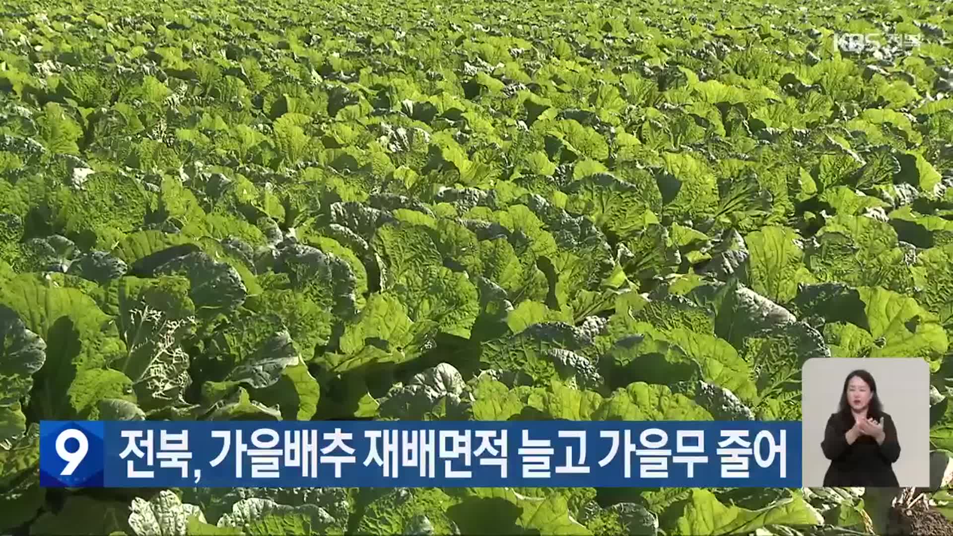 전북, 가을배추 재배면적 늘고 가을무 줄어
