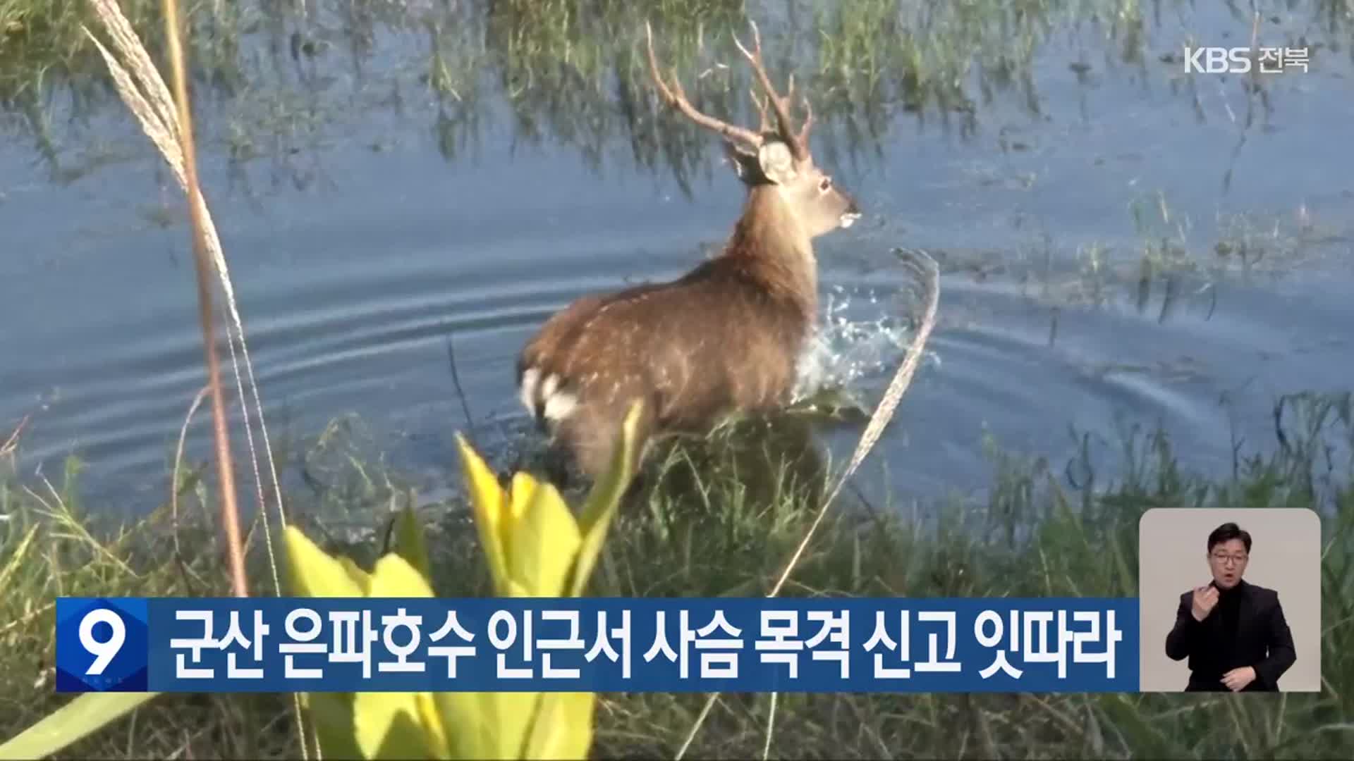 군산 은파호수 인근서 사슴 목격 신고 잇따라