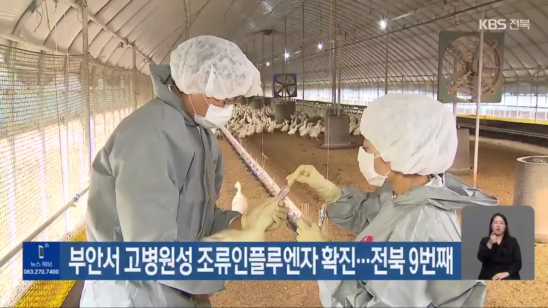 부안서 고병원성 조류인플루엔자 확진…전북 9번째