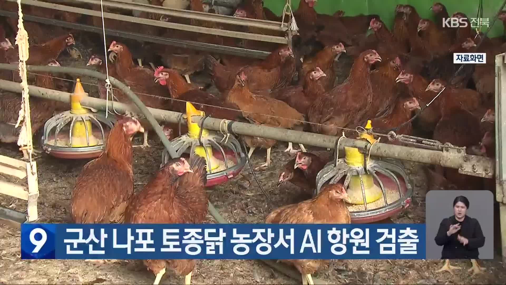 군산 나포 토종닭 농장서 AI 항원 검출