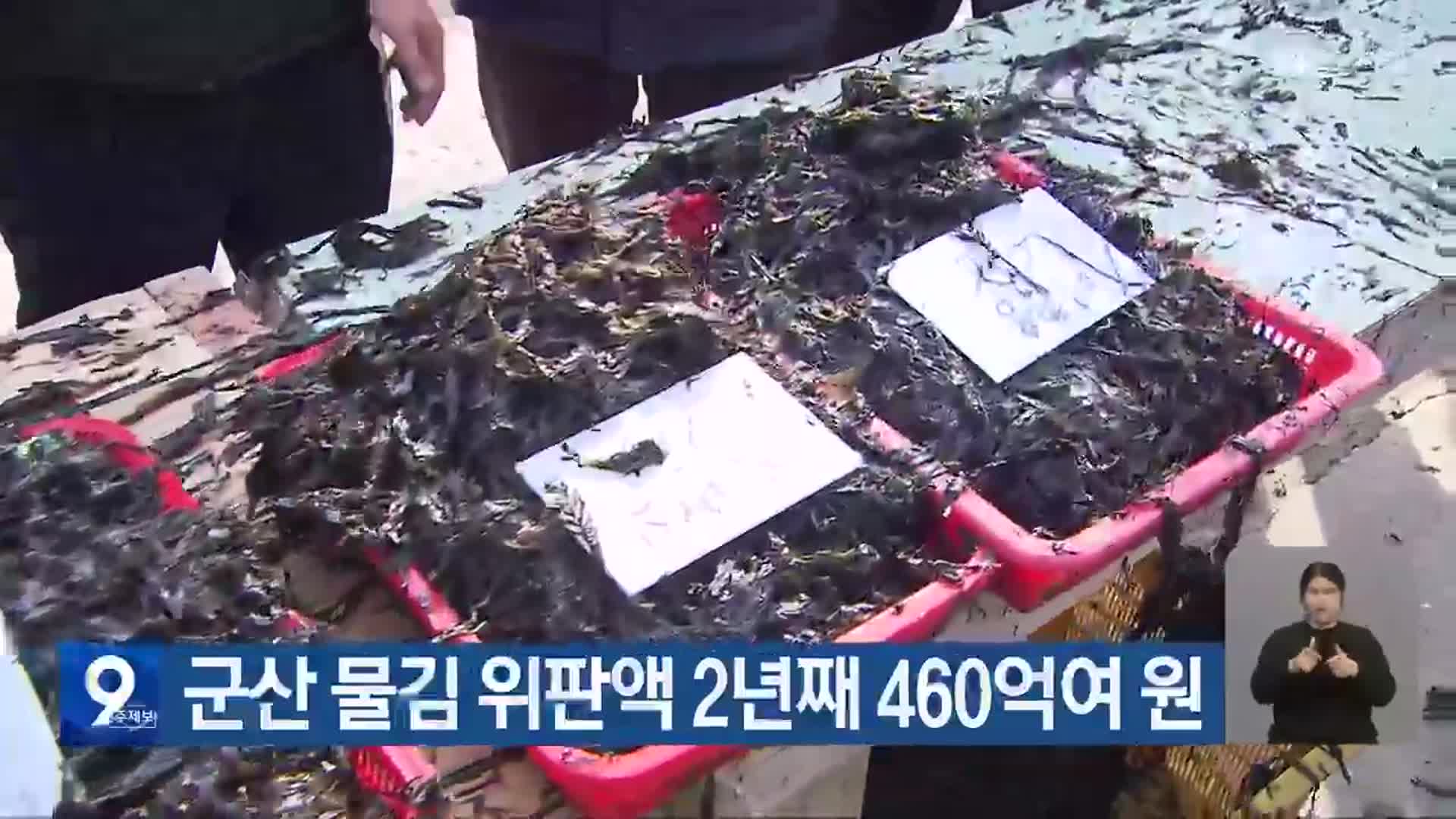 군산 물김 위판액 2년째 460억여 원