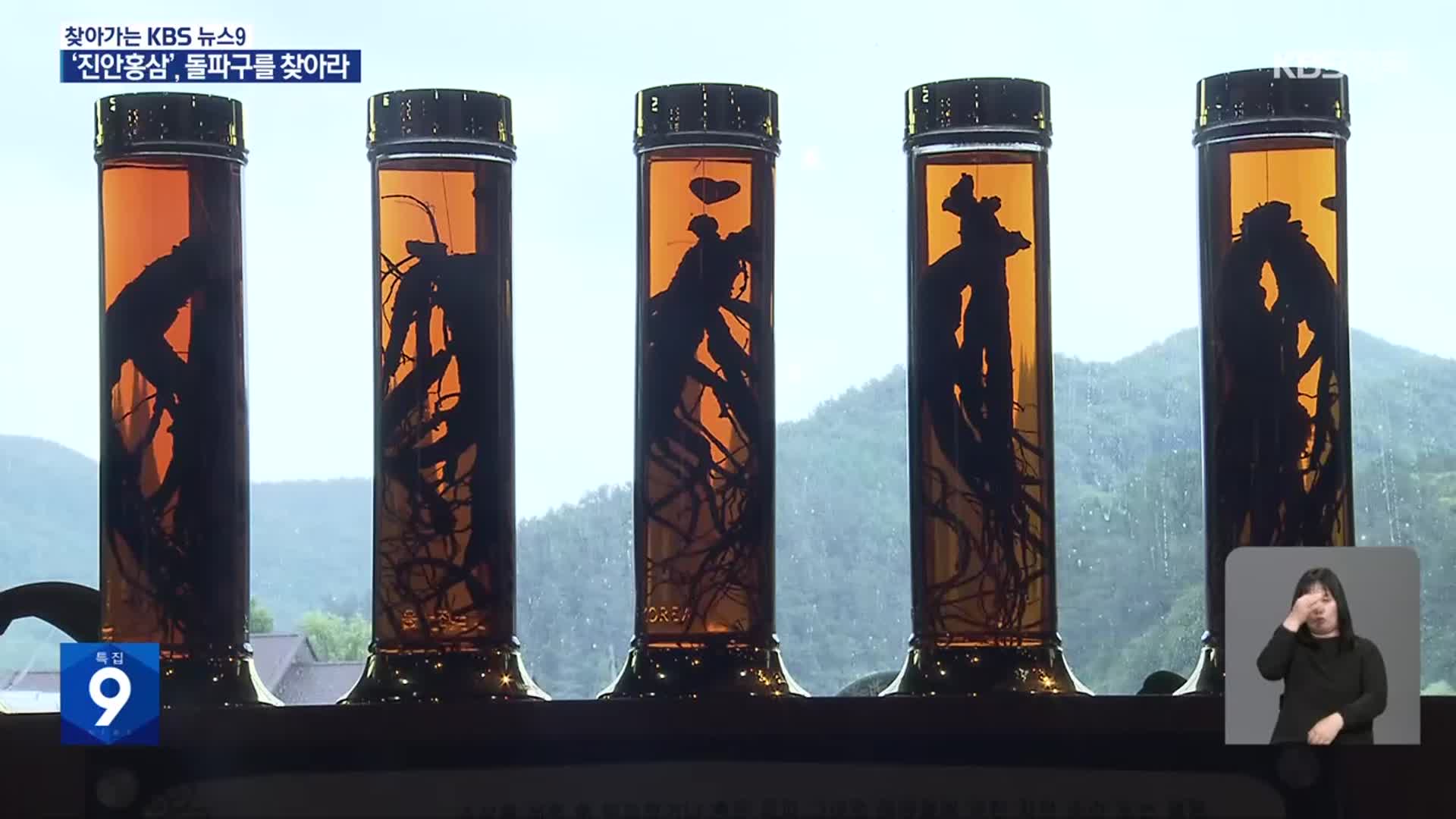 ‘홍삼의 고장’ 진안…재배부터 기술개발까지 집적화