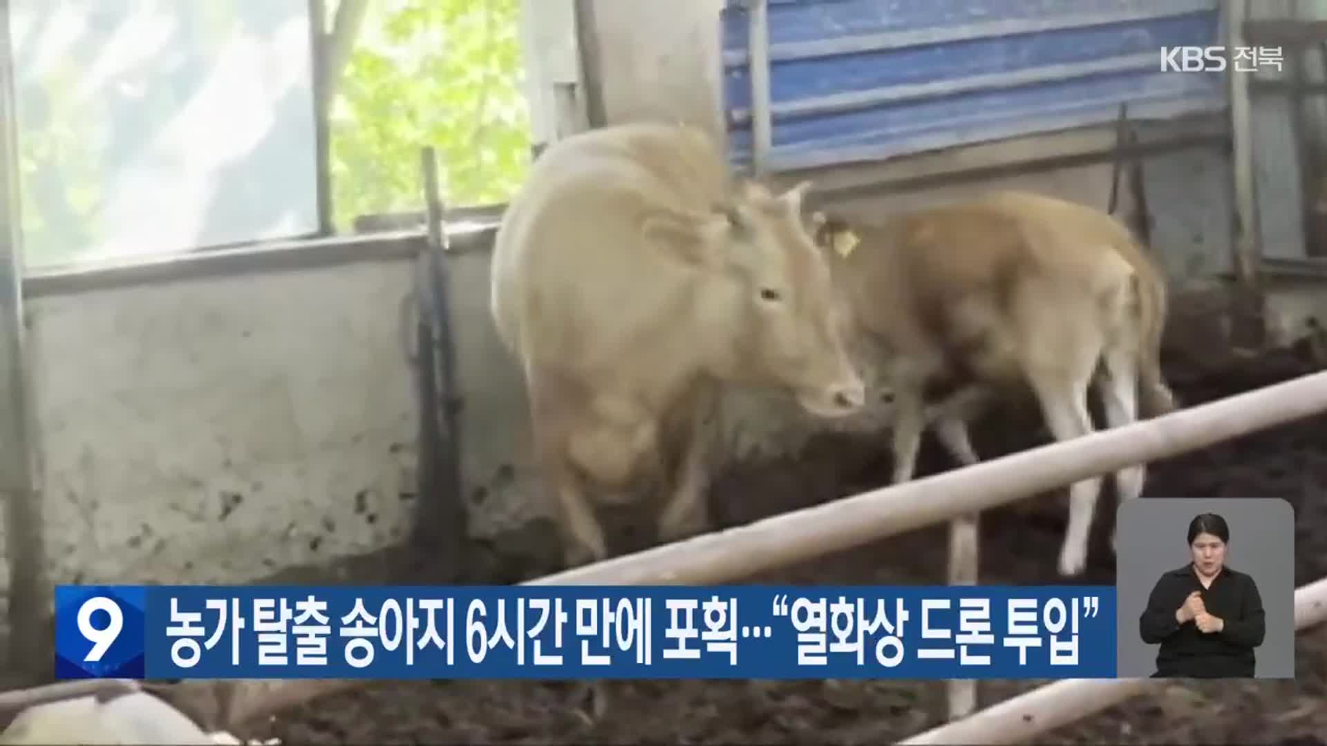 농가 탈출 송아지 6시간 만에 포획…“열화상 드론 투입”