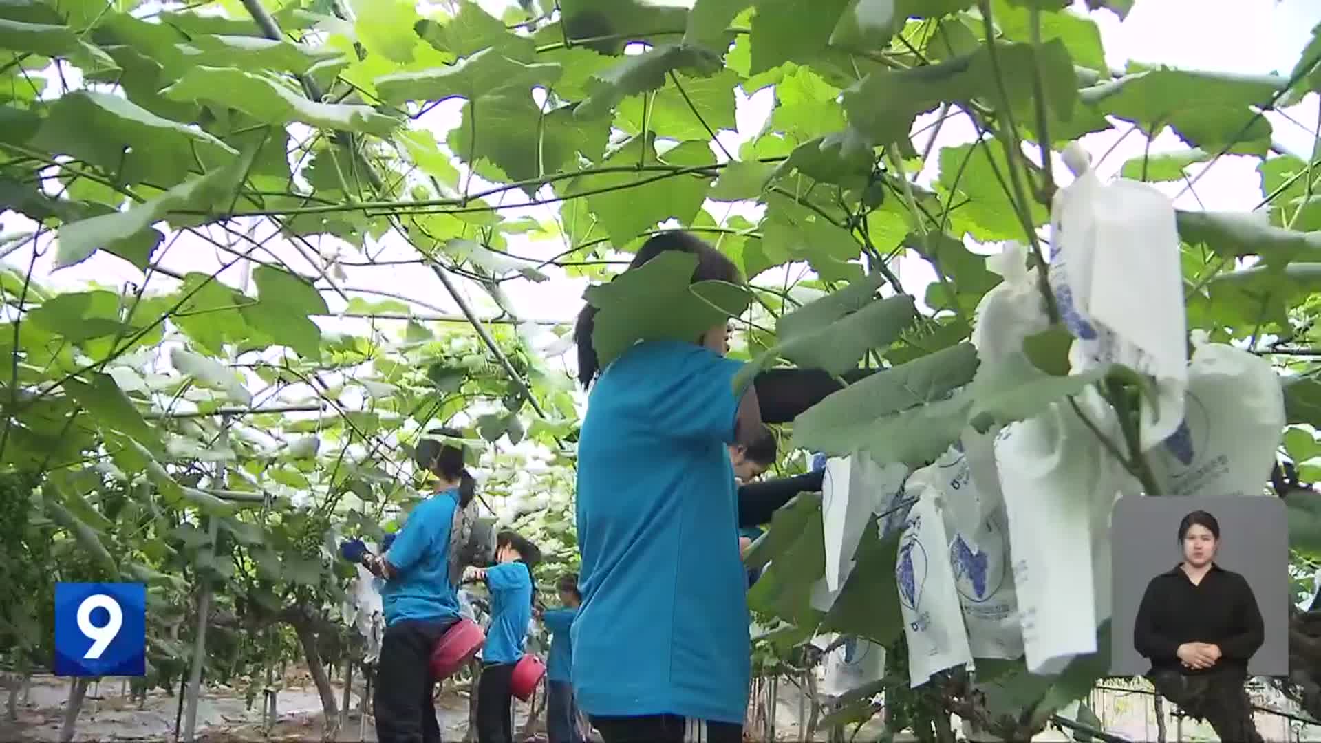 “일손 돕고 한국 배우고”…외국인 유학생 첫 ‘농활’