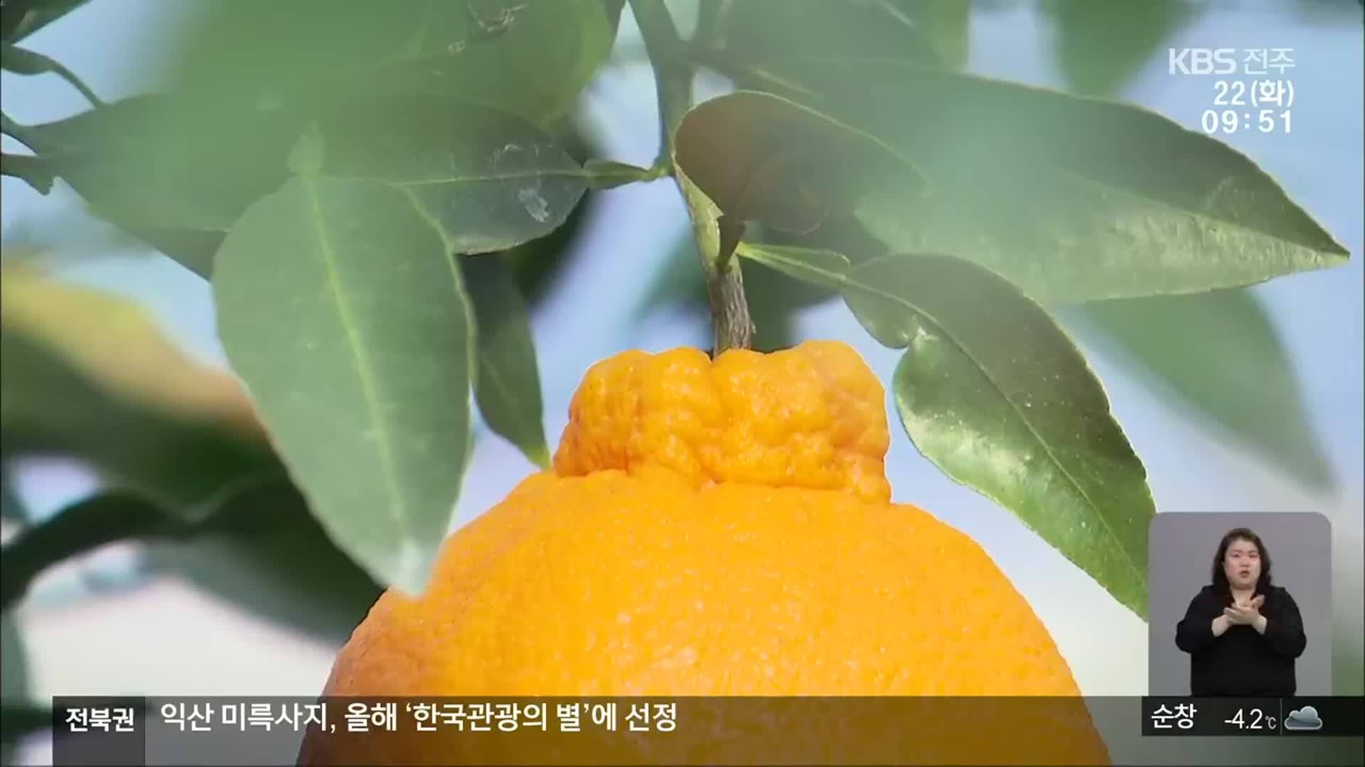 한라봉 등 만감류 재배 늘어…전북, 광역 공동브랜드 출범
