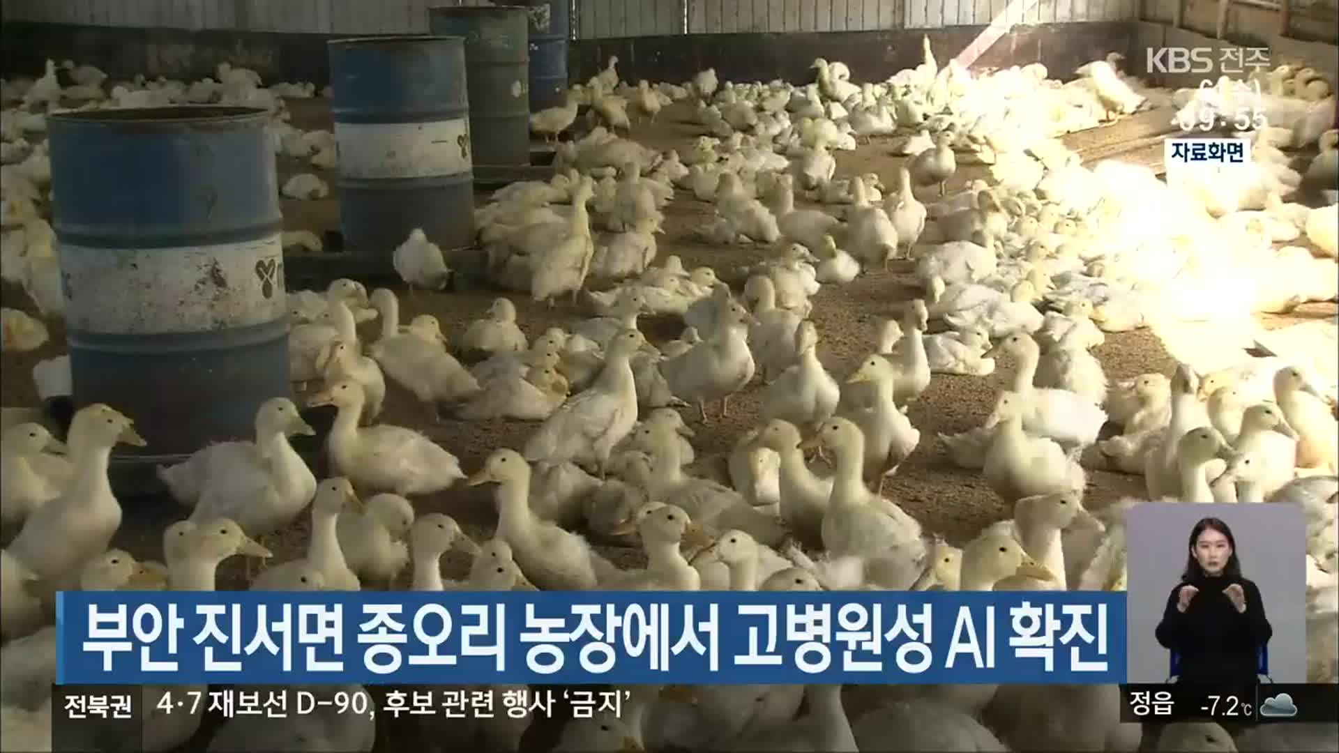 부안 진서면 종오리 농장에서 고병원성 AI 확진