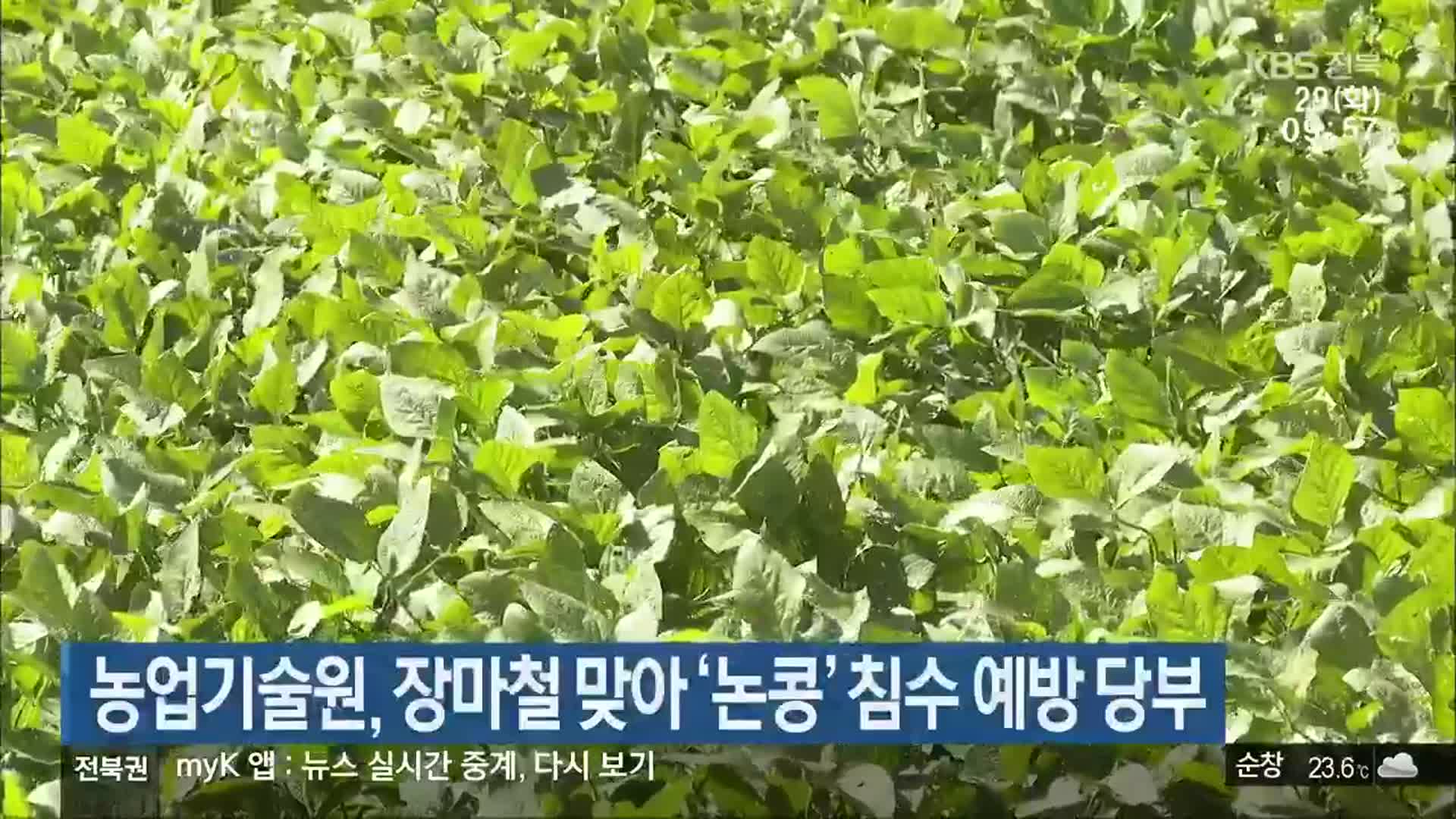 농업기술원, 장마철 맞아 ‘논콩’ 침수 예방 당부