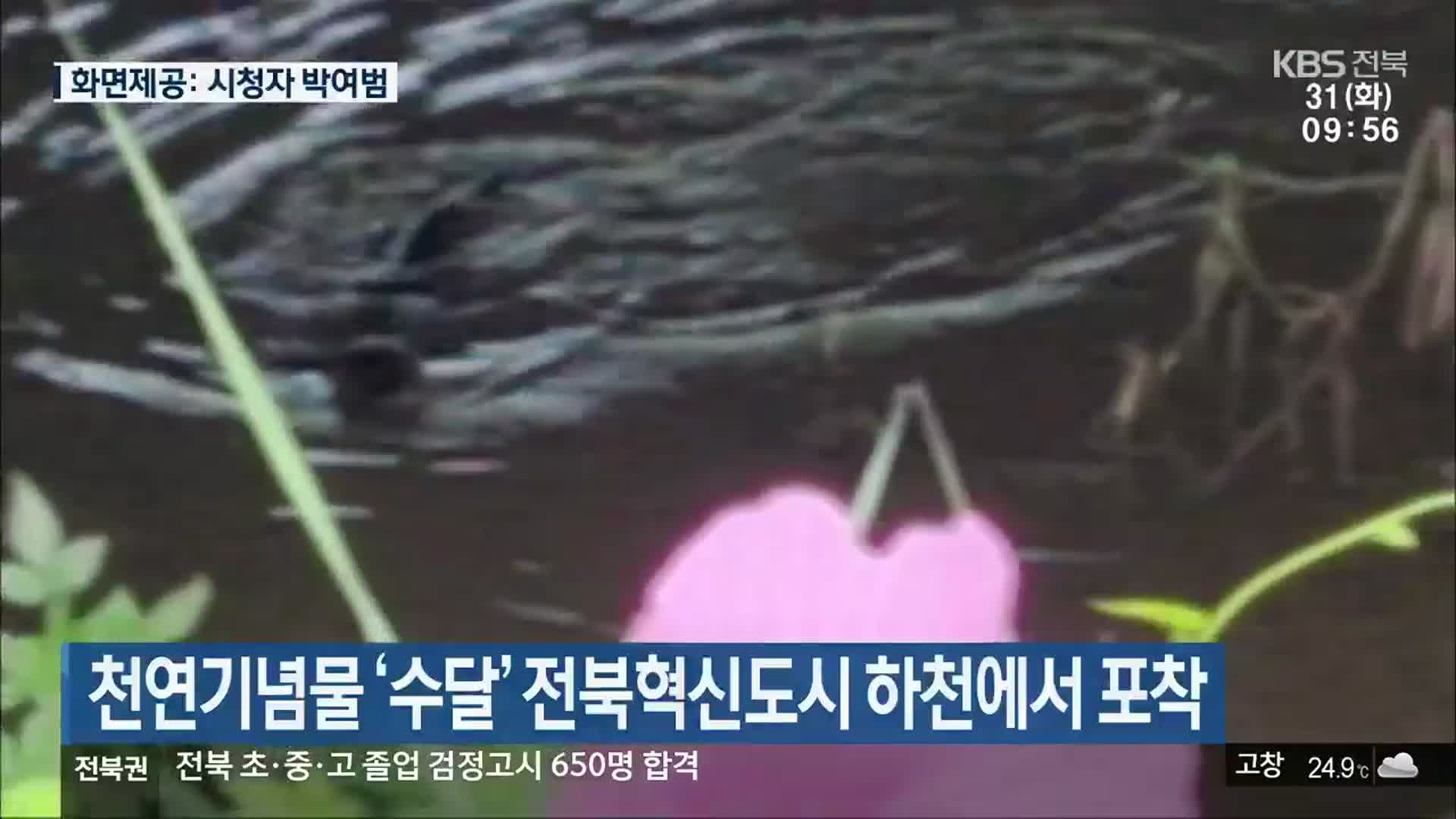천연기념물 ‘수달’ 전북혁신도시 하천에서 포착