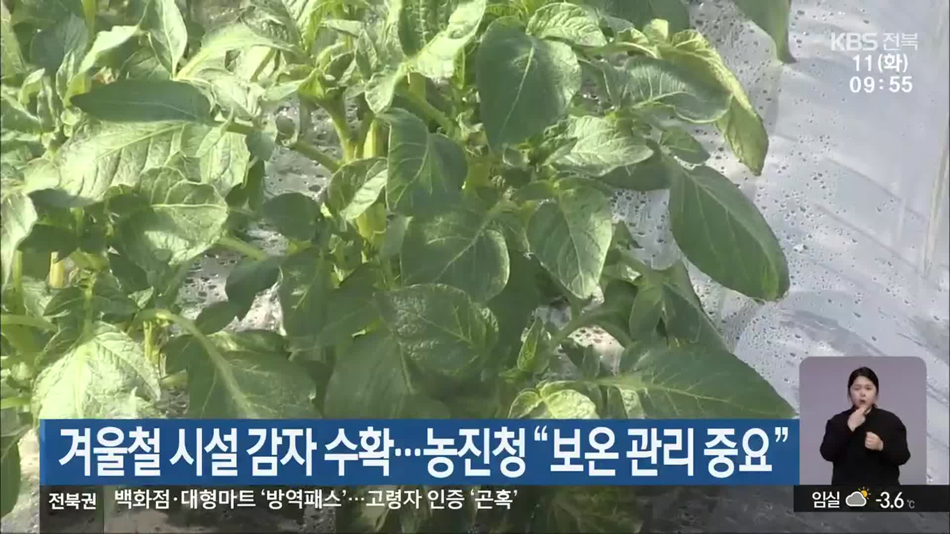 겨울철 시설 감자 수확…농진청 “보온 관리 중요”