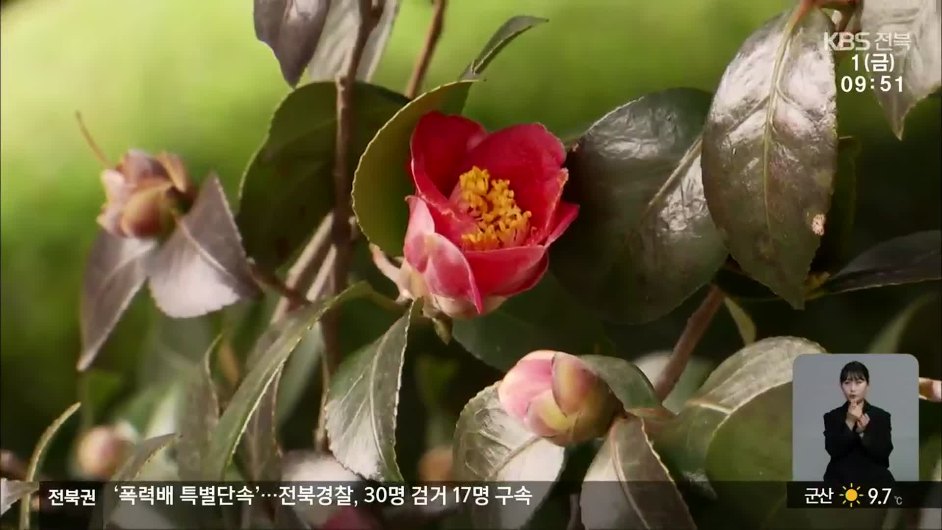 [전북의 창] 선운사 동백 꽃망울 터뜨려…붉의 빛의 유혹