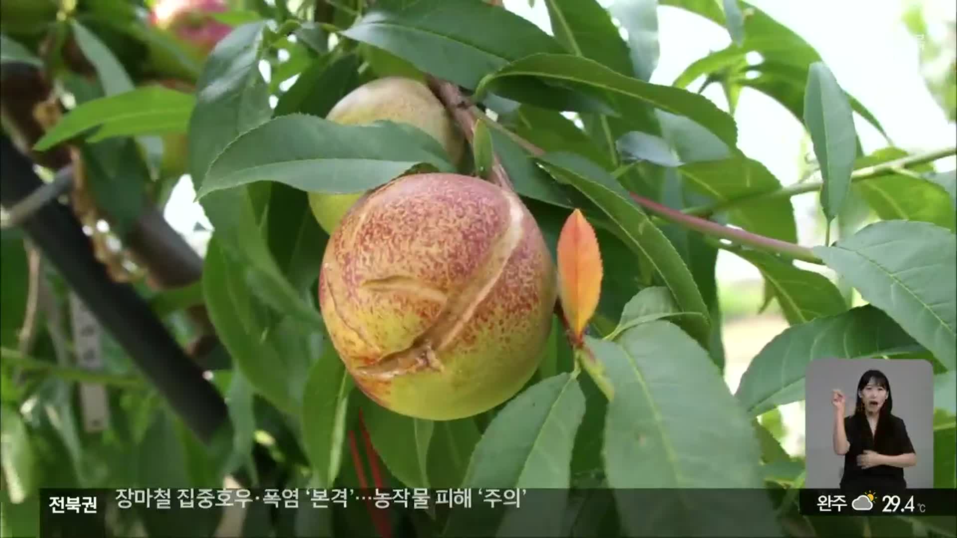장마철 집중호우·폭염 ‘본격’…“농작물 관리 ‘이렇게’”