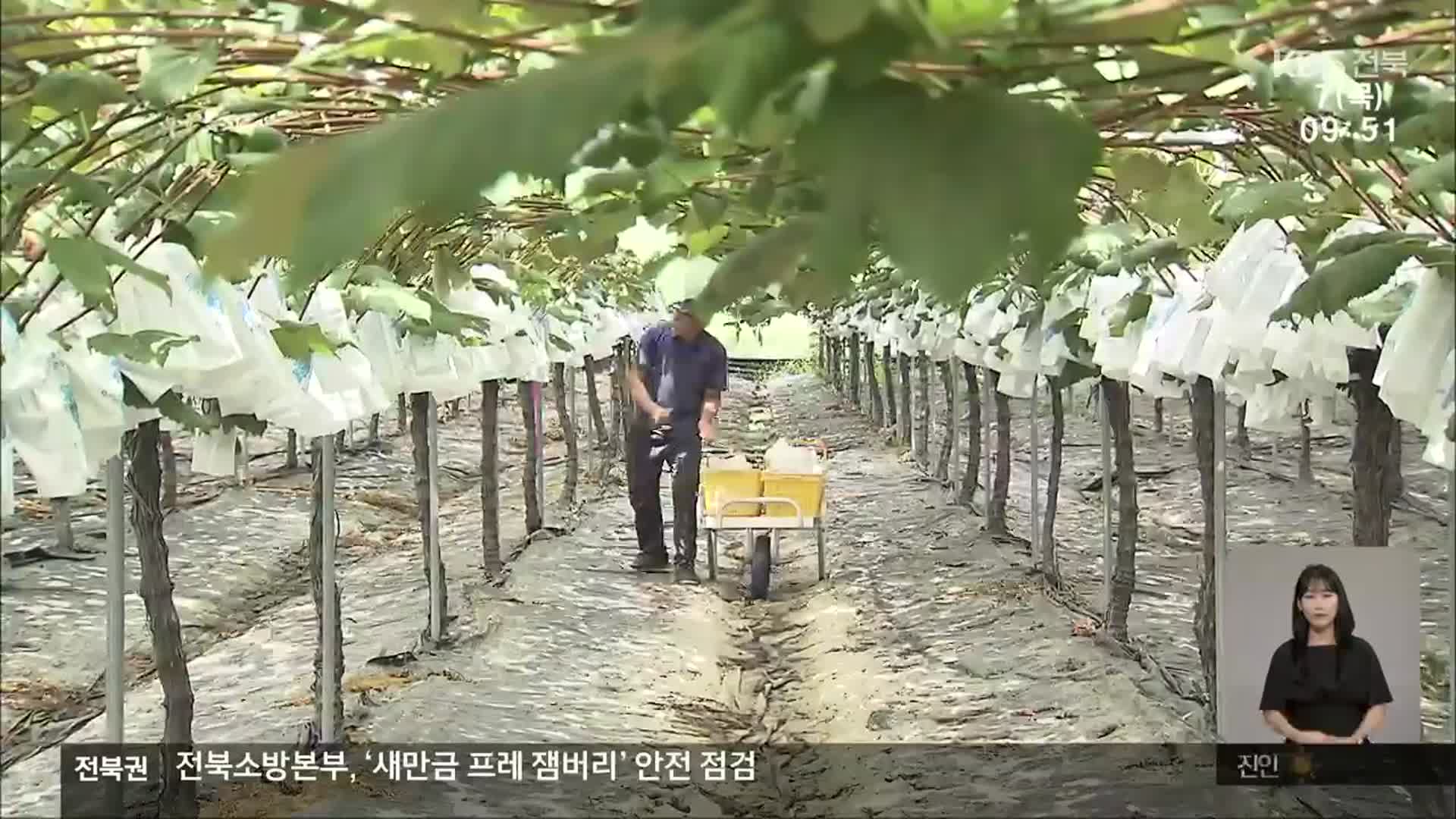 [전북의 창] 춘향골 포도 출하 시작…맛과 향 일품