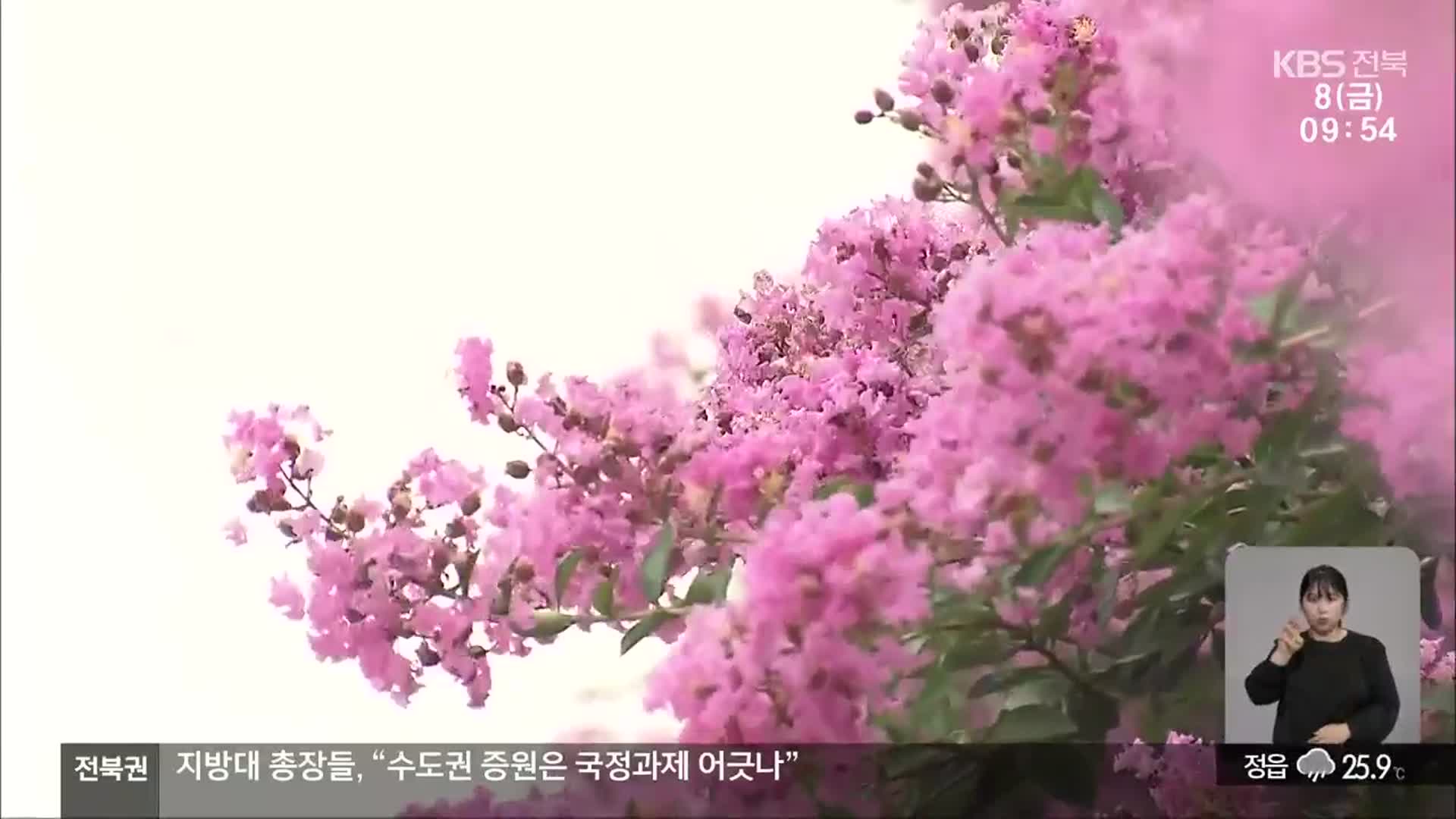 [전북의 창] 남원시 배롱나무 만개…붉은 화사함 매력