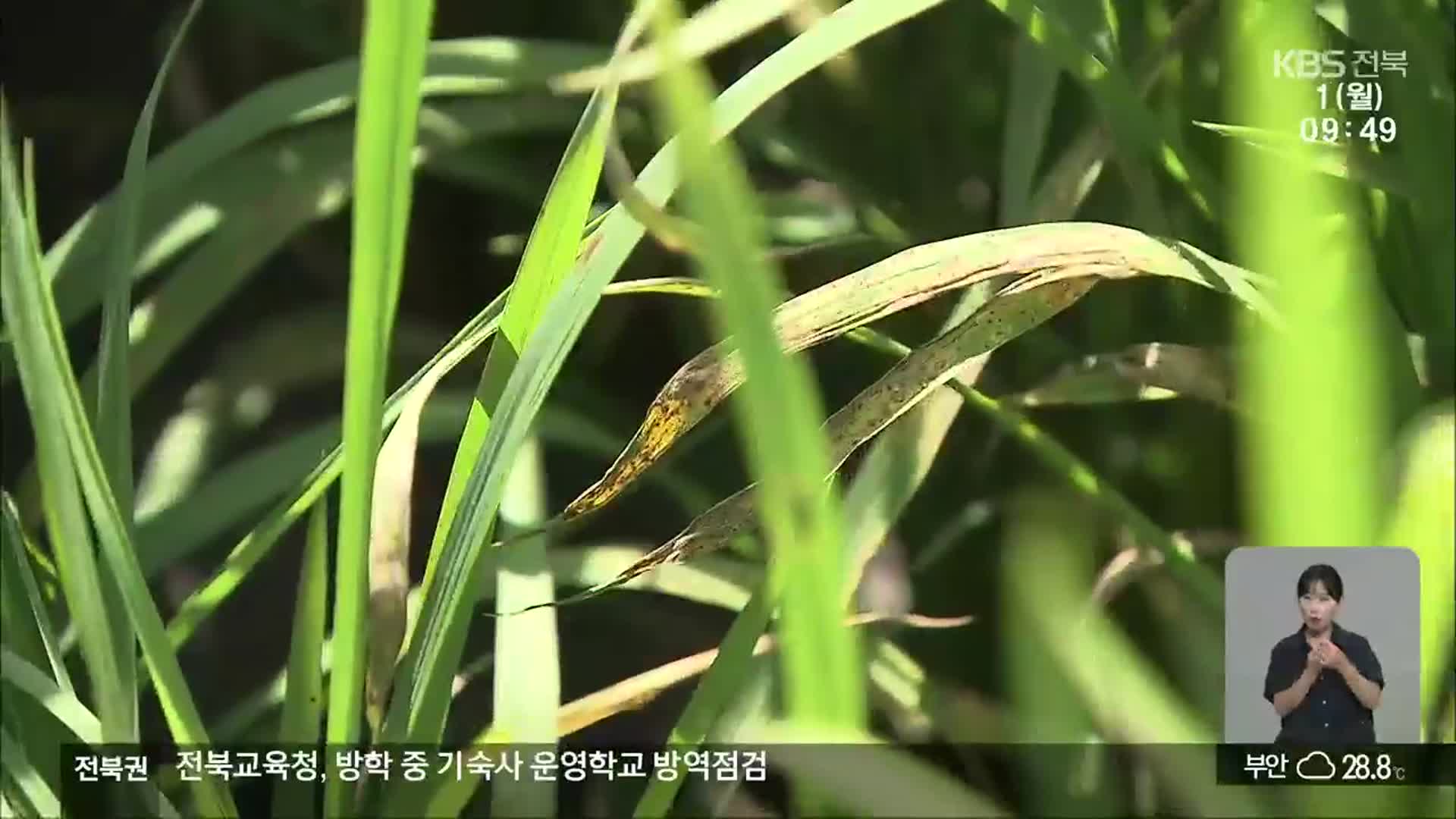 장마에 이상 저온기까지…벼 잎도열병 확산 ‘농가 비상’