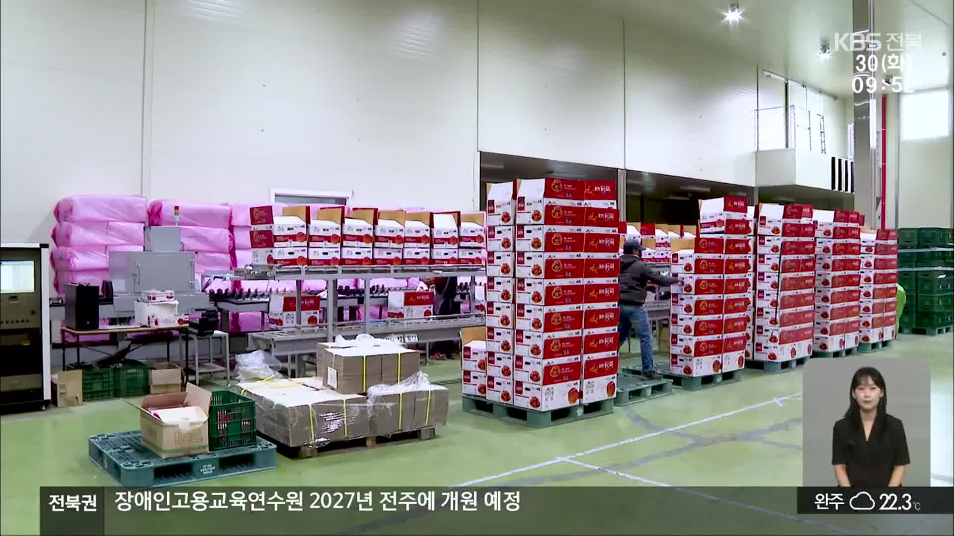 [전북의 창] 추석 앞두고 진안고원 사과 출하…“농가 소득 기대”