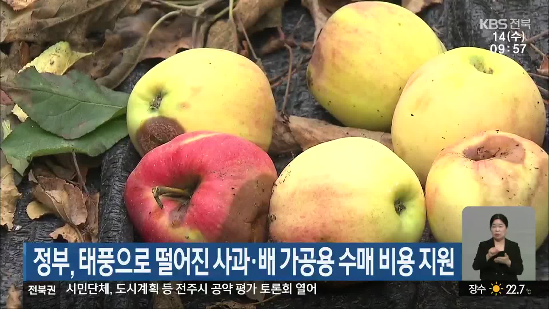 정부, 태풍으로 떨어진 사과·배 가공용 수매 비용 지원