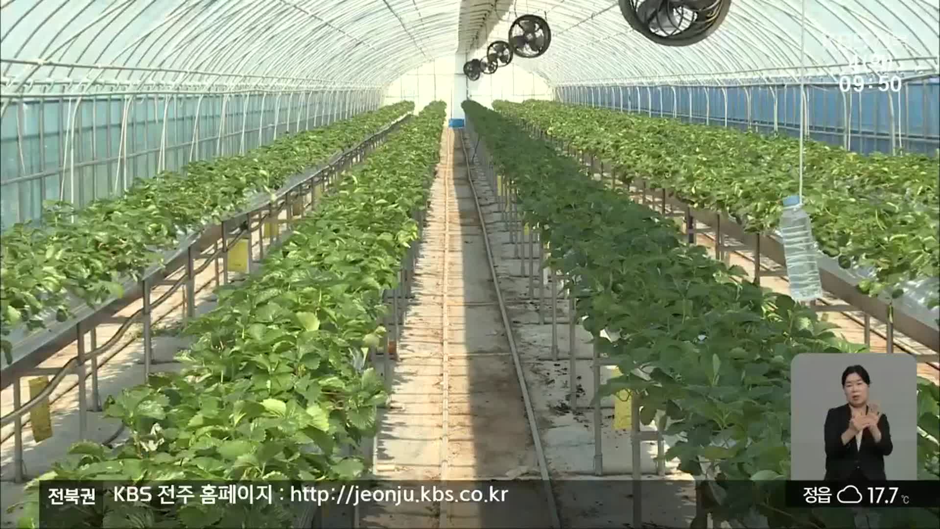 [전북의 창] 고품질 딸기 키우려면?