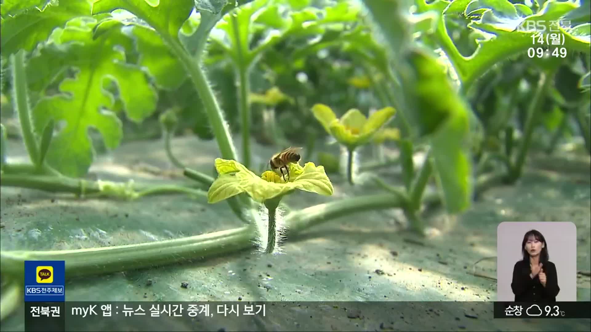 ‘꿀벌 실종’ 후폭풍, 과수 농가 수정 ‘비상’